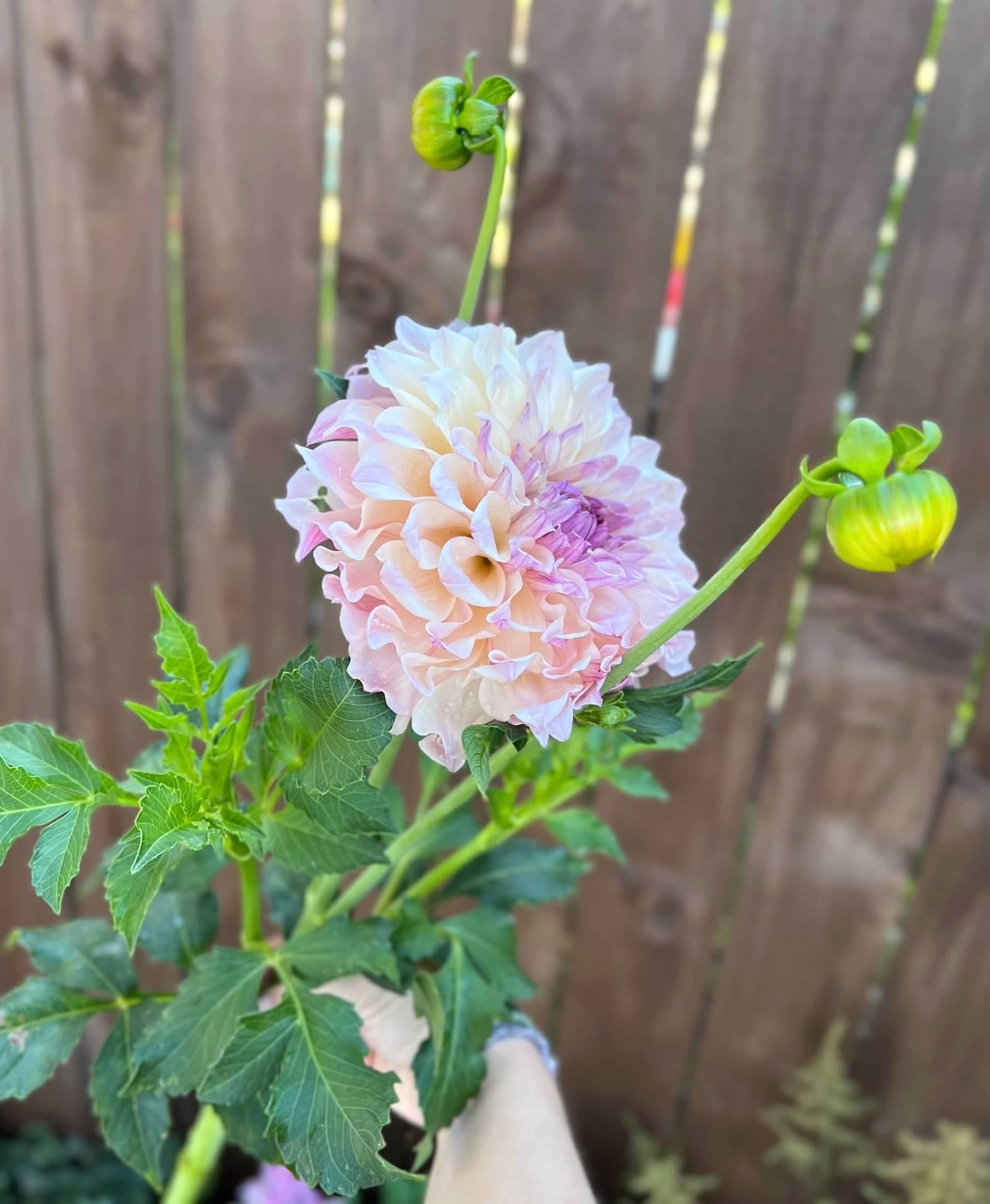 IMG_0551.jpeg