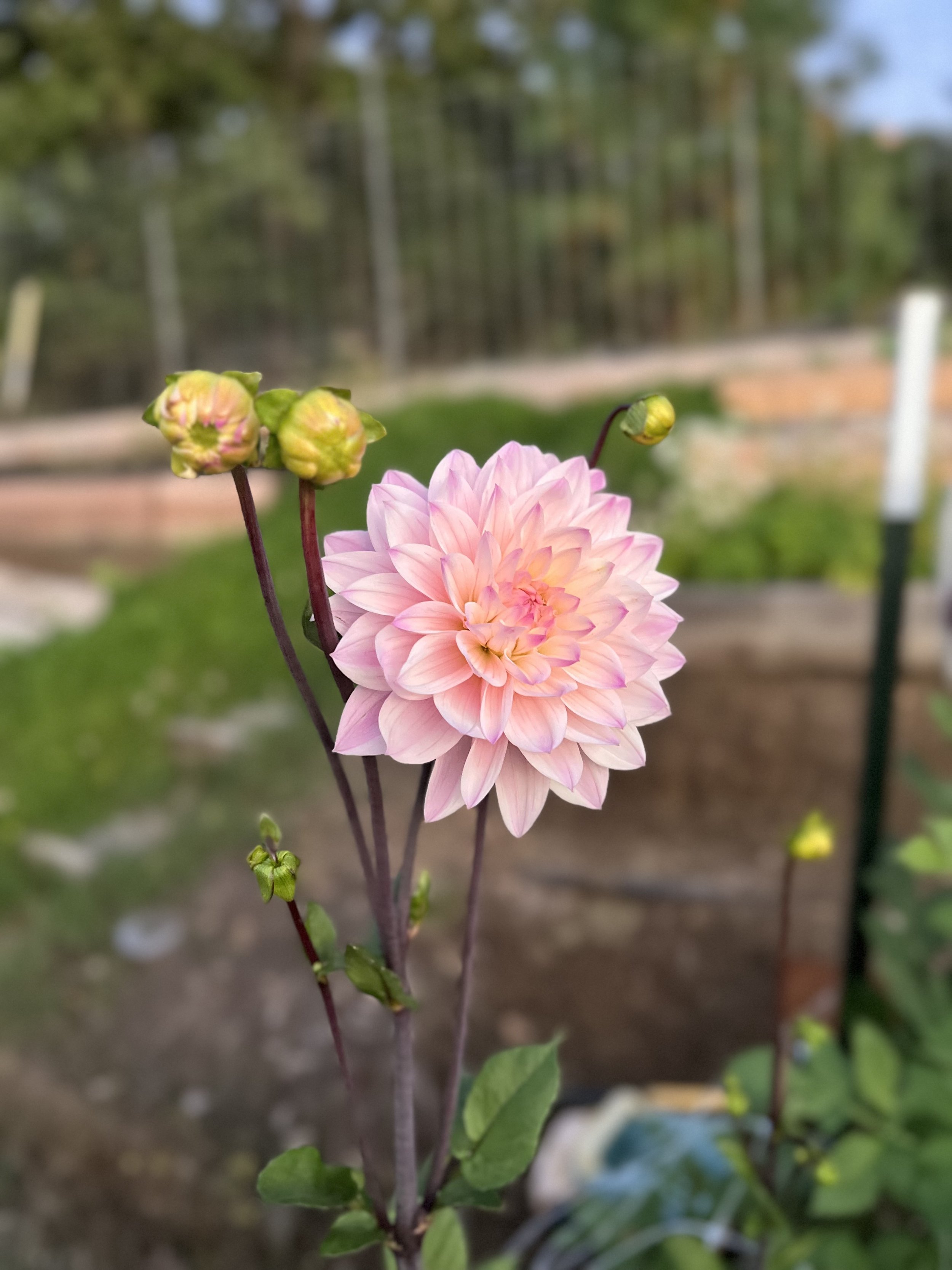 IMG_0203.jpeg