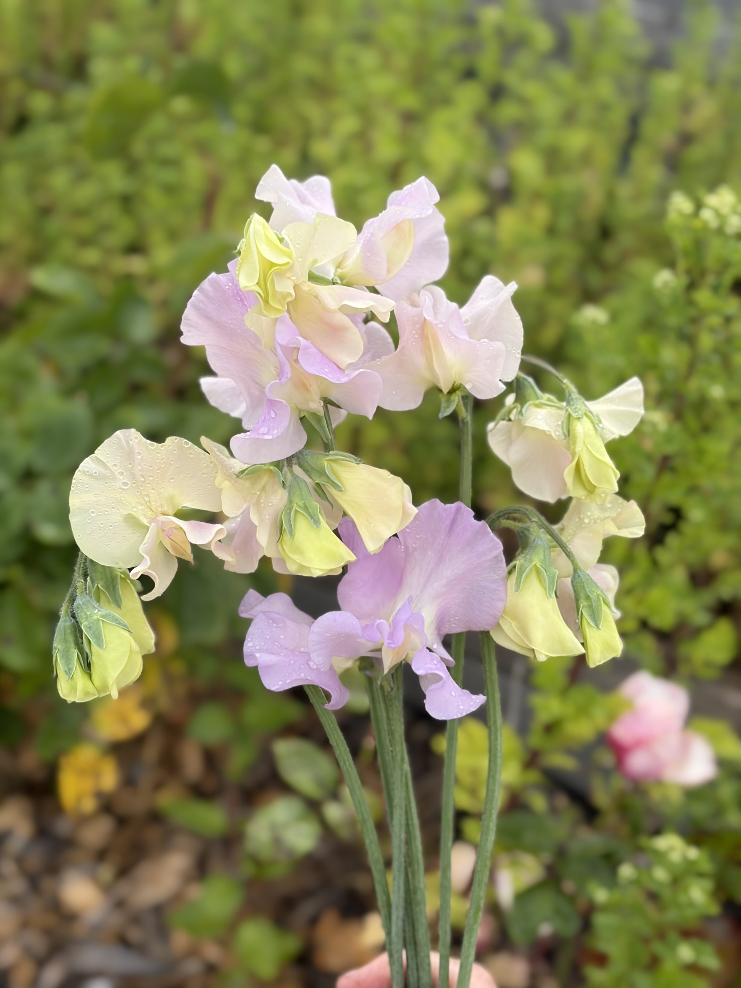 Sweet Pea Gerry Cullinan
