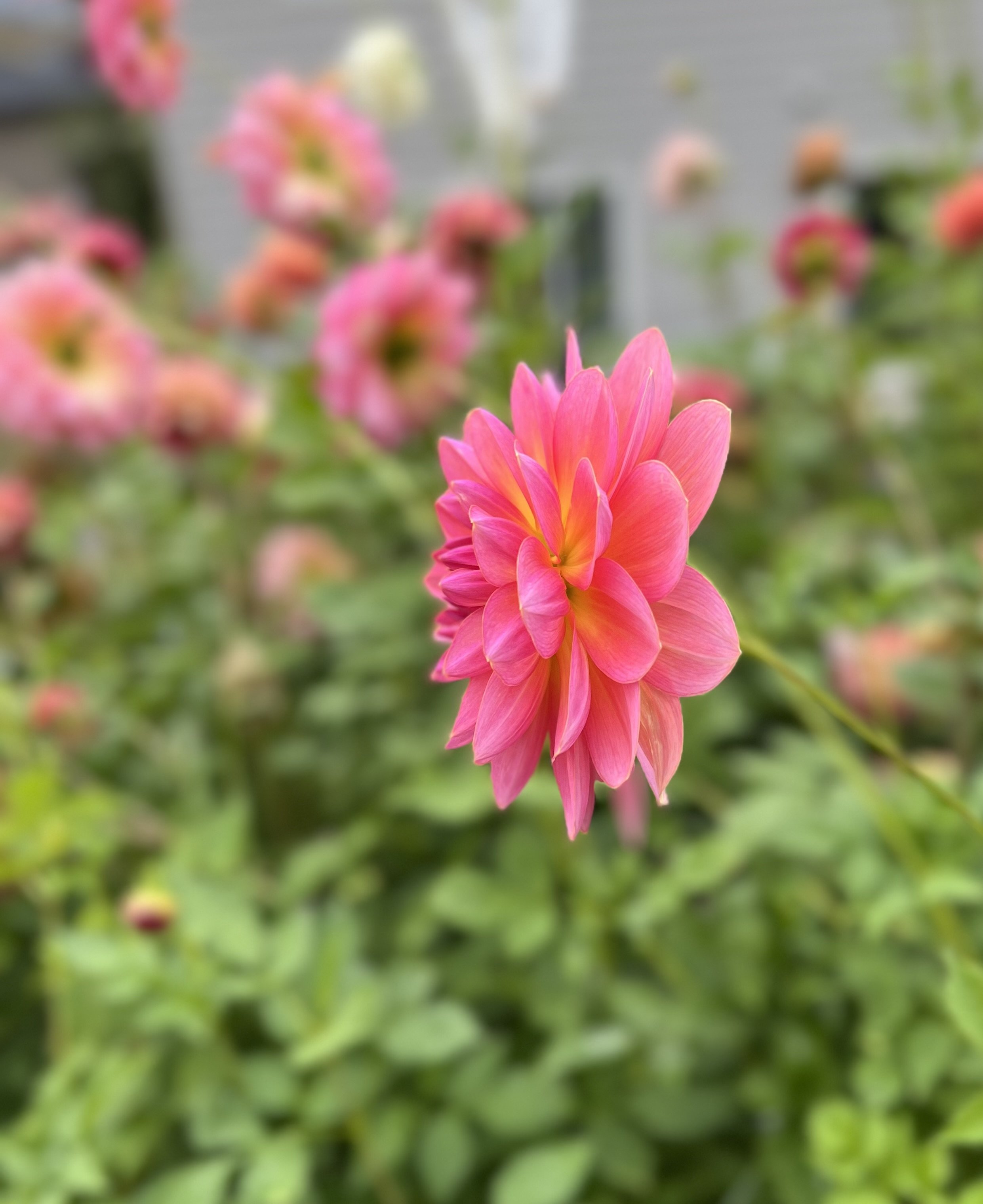 IMG_1326.jpeg