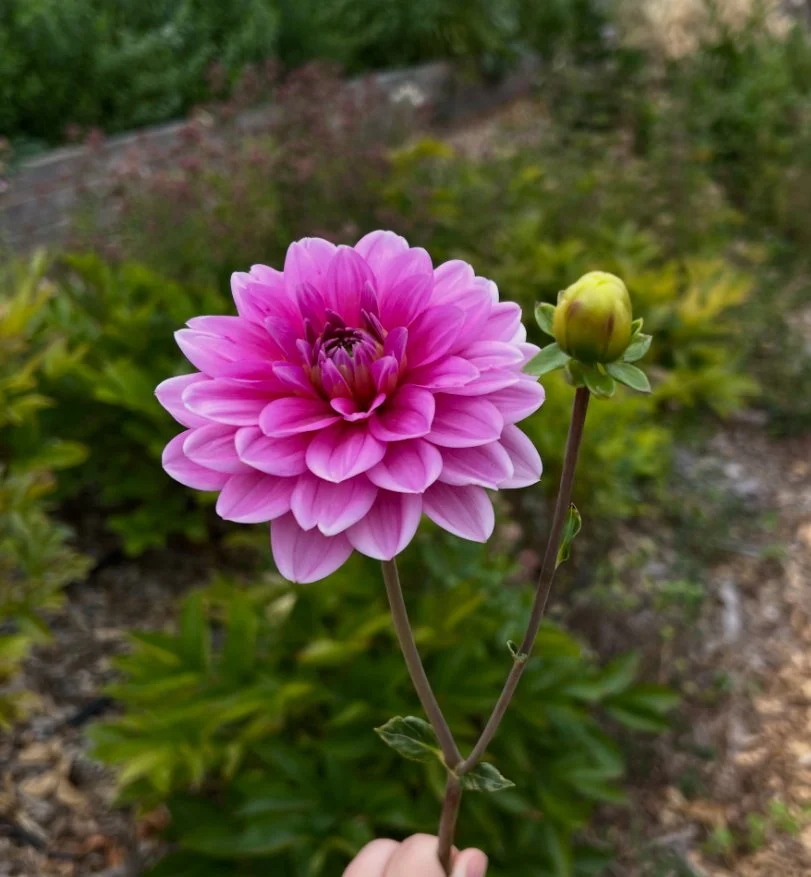 Hollyhill Pink Parfait