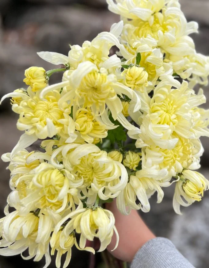 Chrysanthemum Mt Shasta