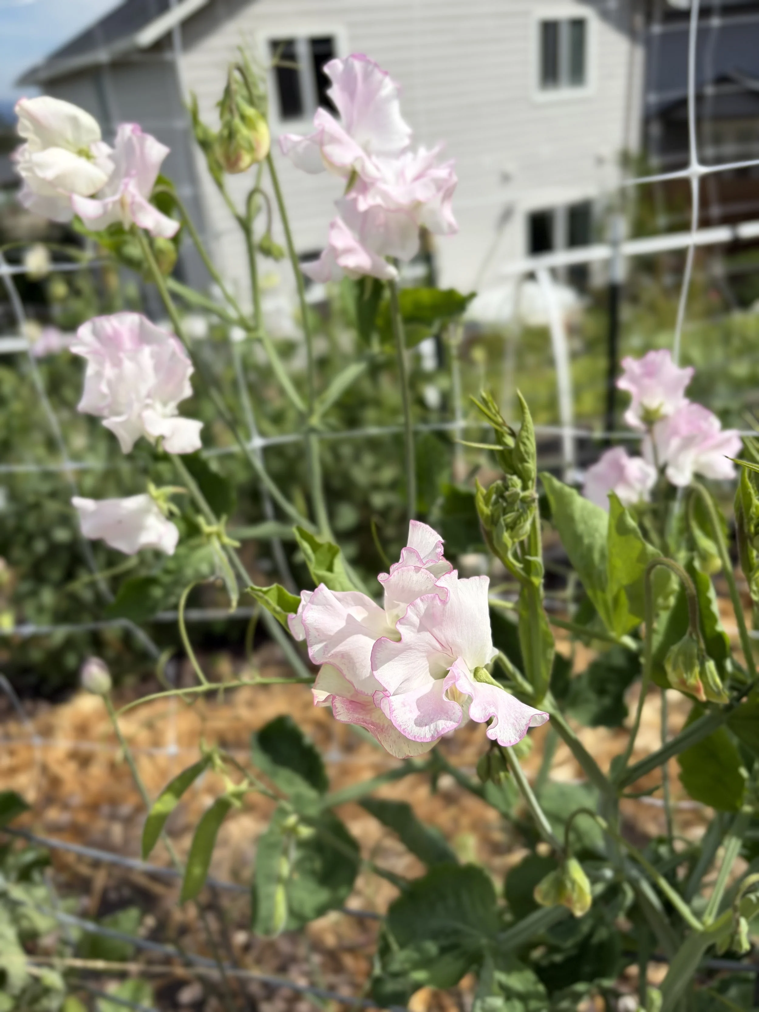 IMG_3290.jpeg