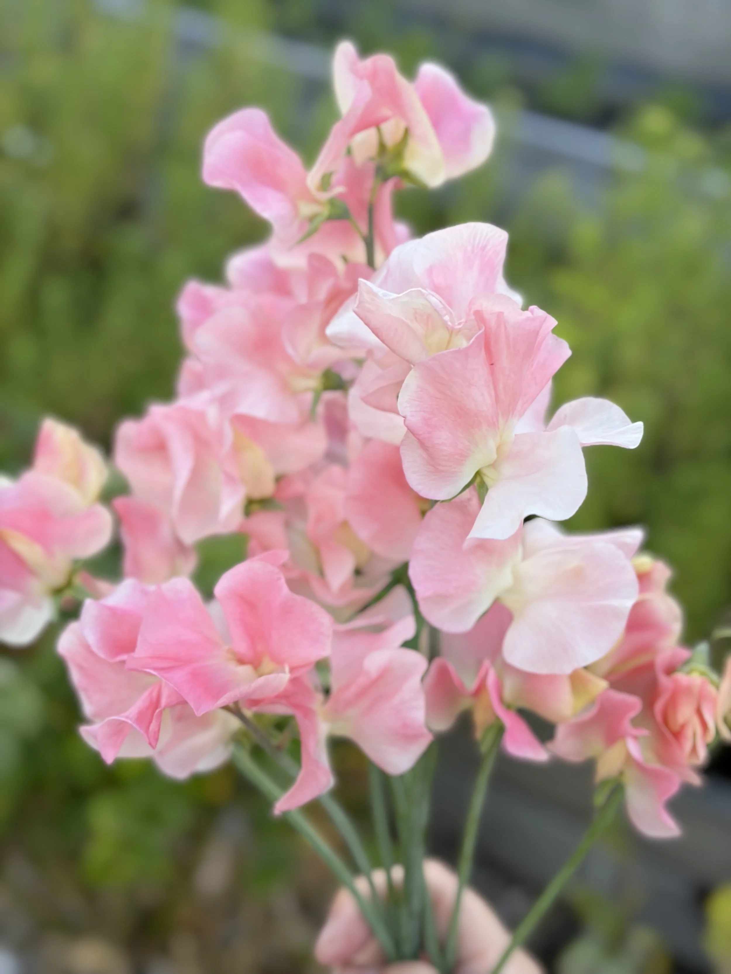 Sweet Pea Bobby's Girl