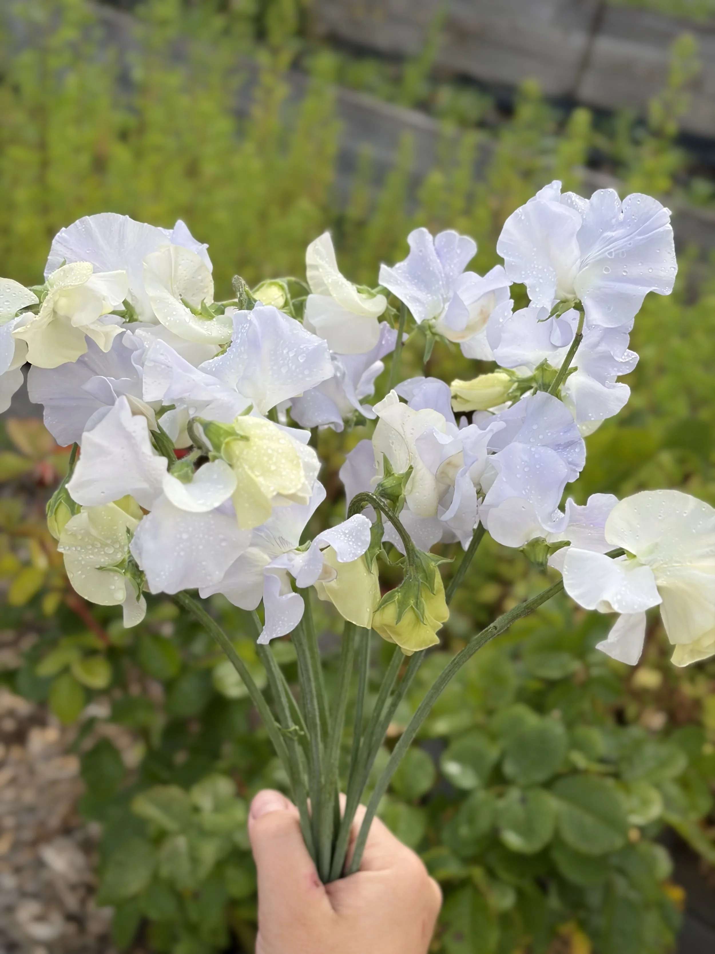 Sweet Pea Beverly Ann