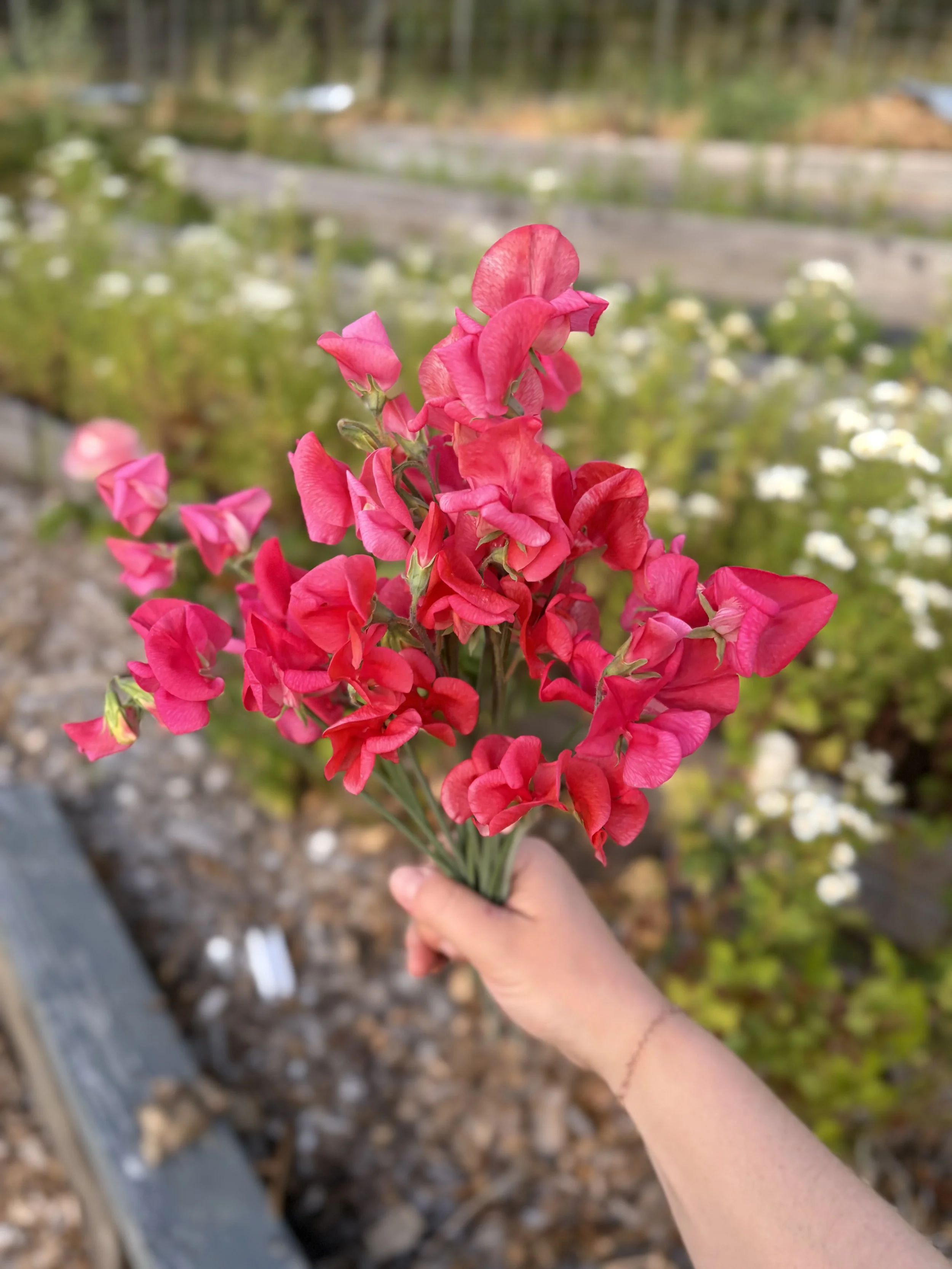 IMG_4070.jpeg