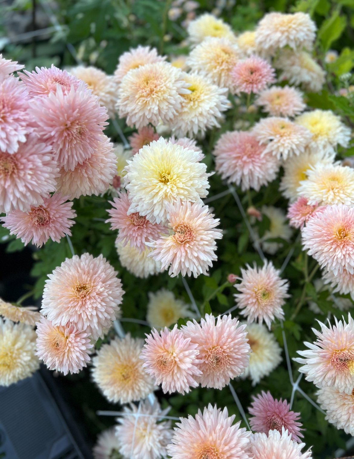 Chrysanthemum Chiffon