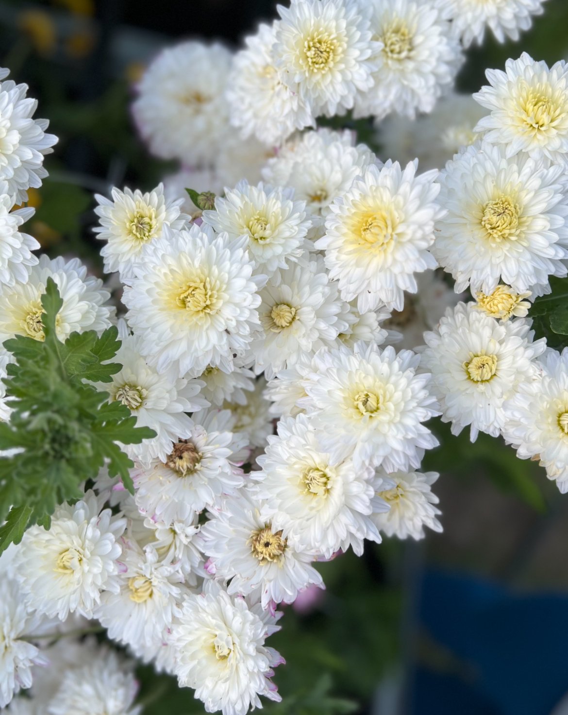 Chrysanthemum Peace