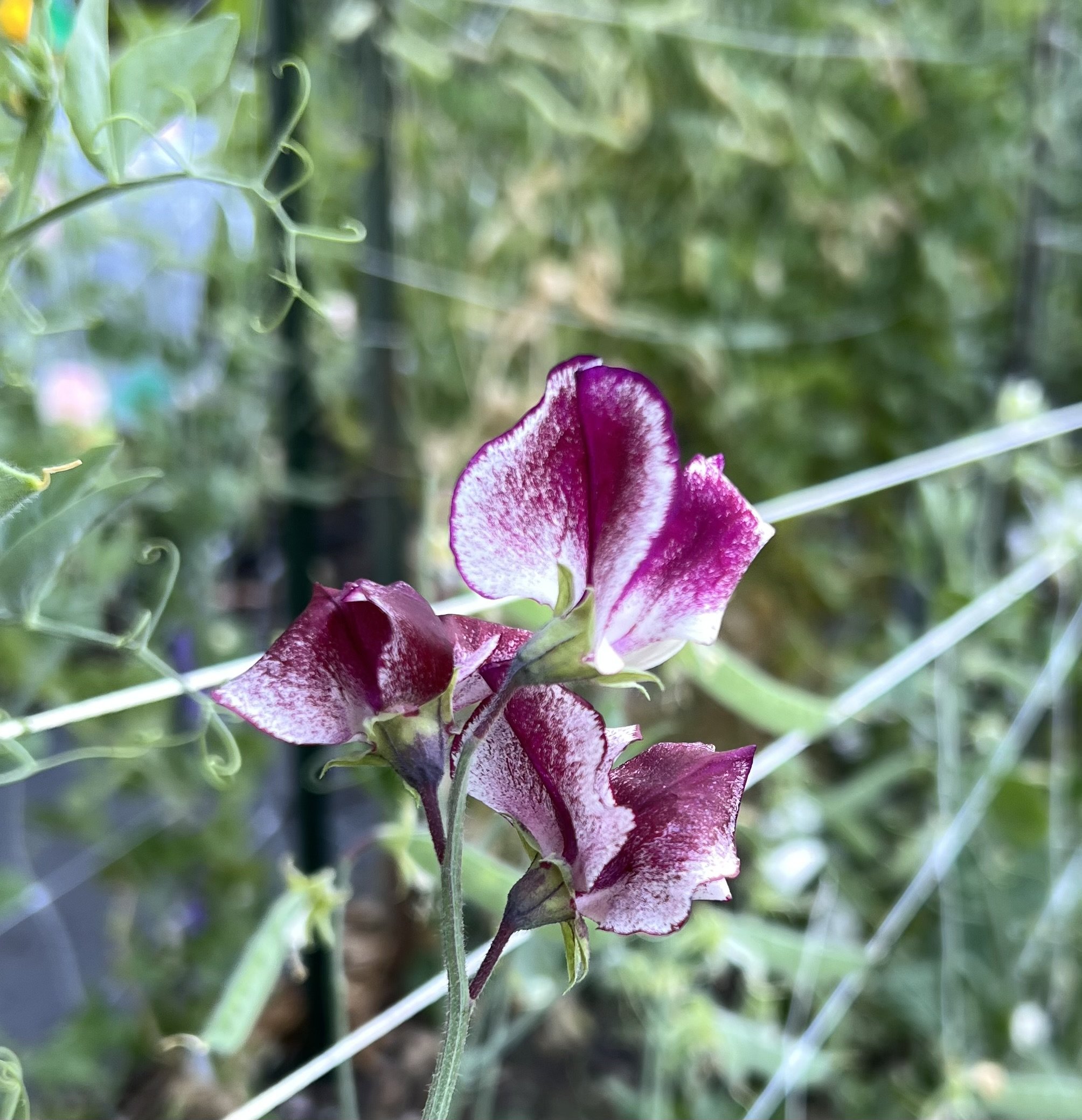 IMG_3040.jpeg