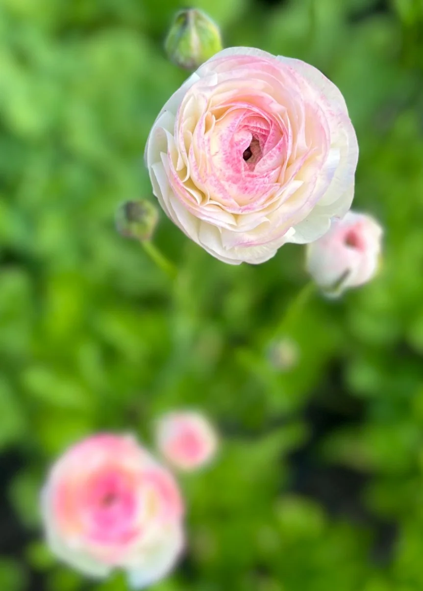 IMG_3376.jpeg