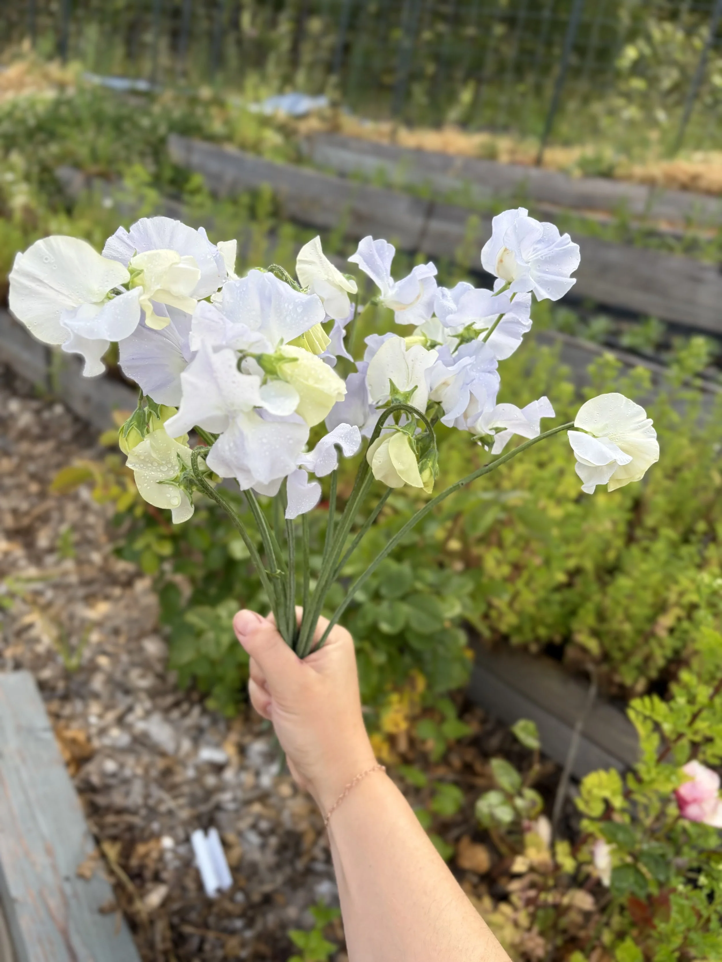IMG_3306.jpeg