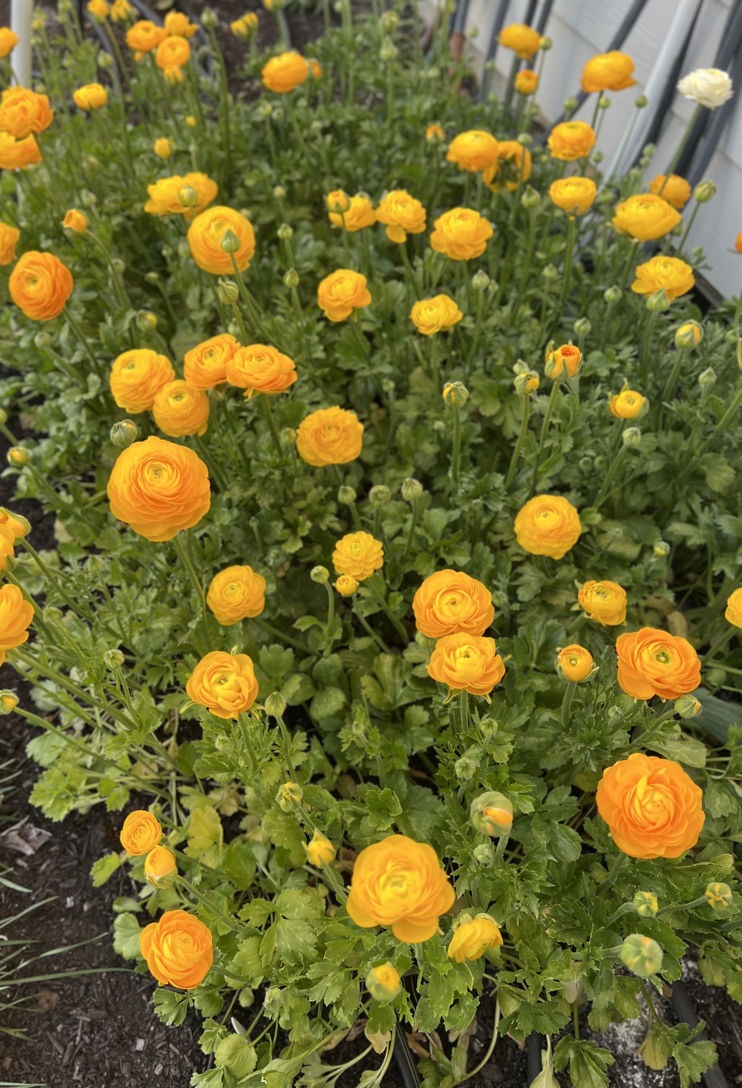 IMG_8233.jpeg