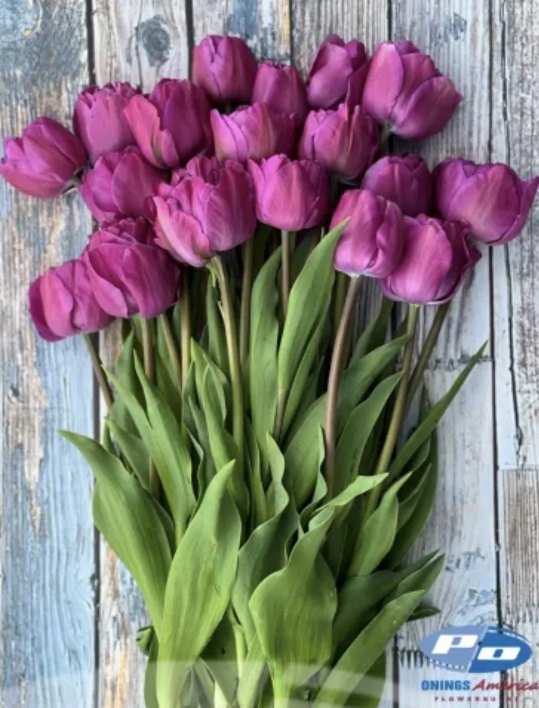 Tulip Backpacker 10 bulbs