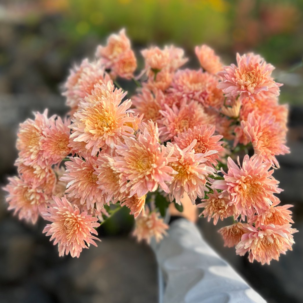 Chrysanthemum Blush Strokes