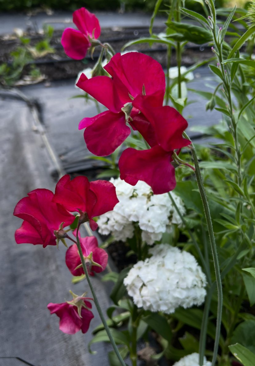 IMG_3021.jpeg