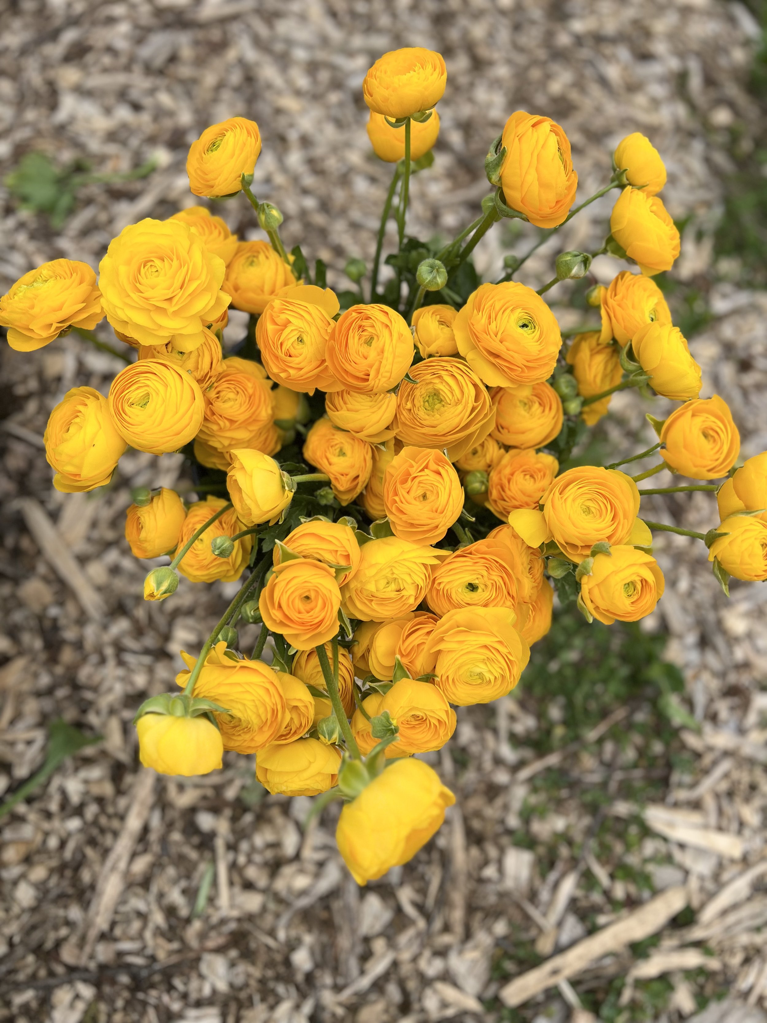 IMG_8307.jpeg