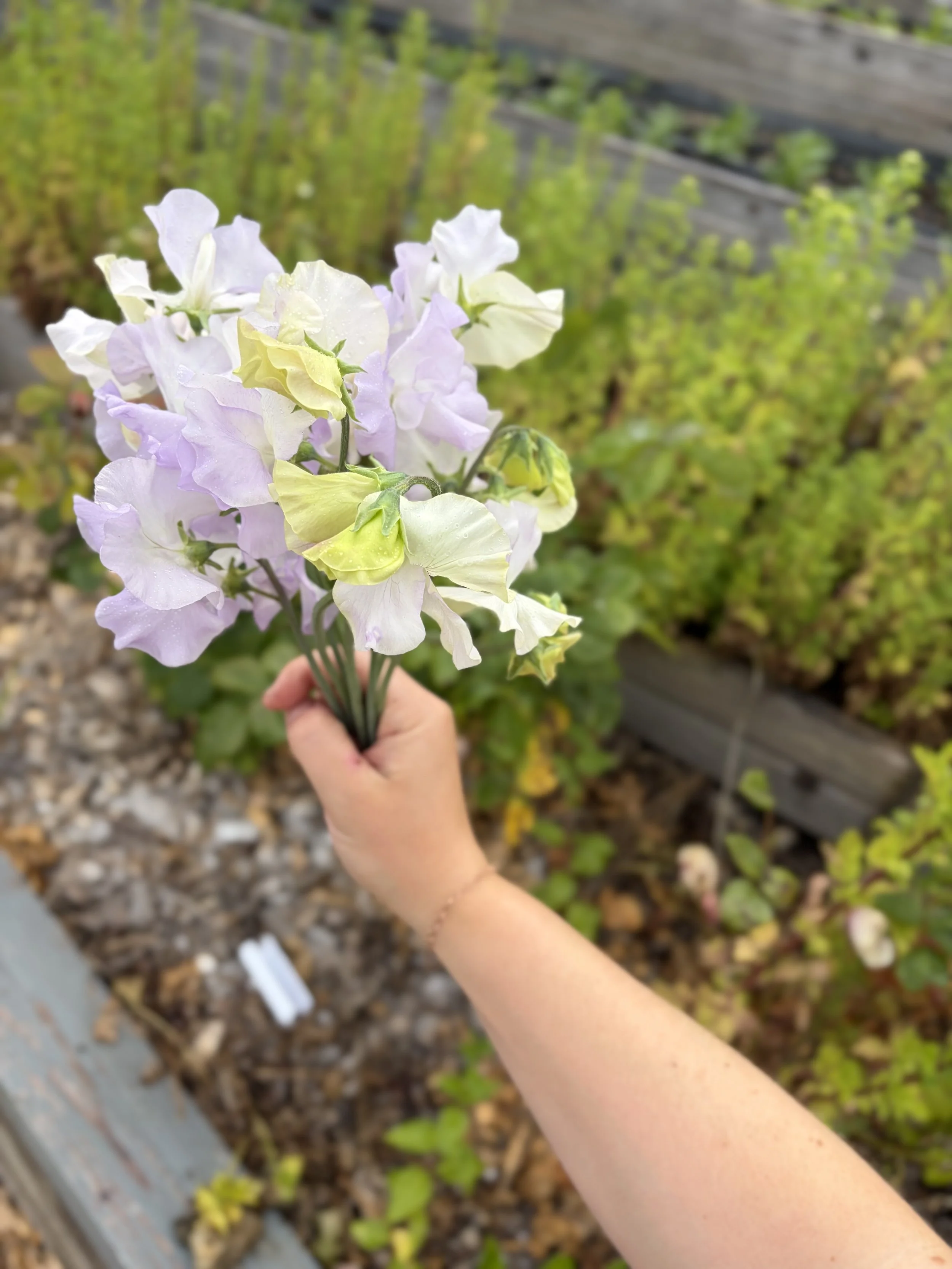 IMG_3335.jpeg