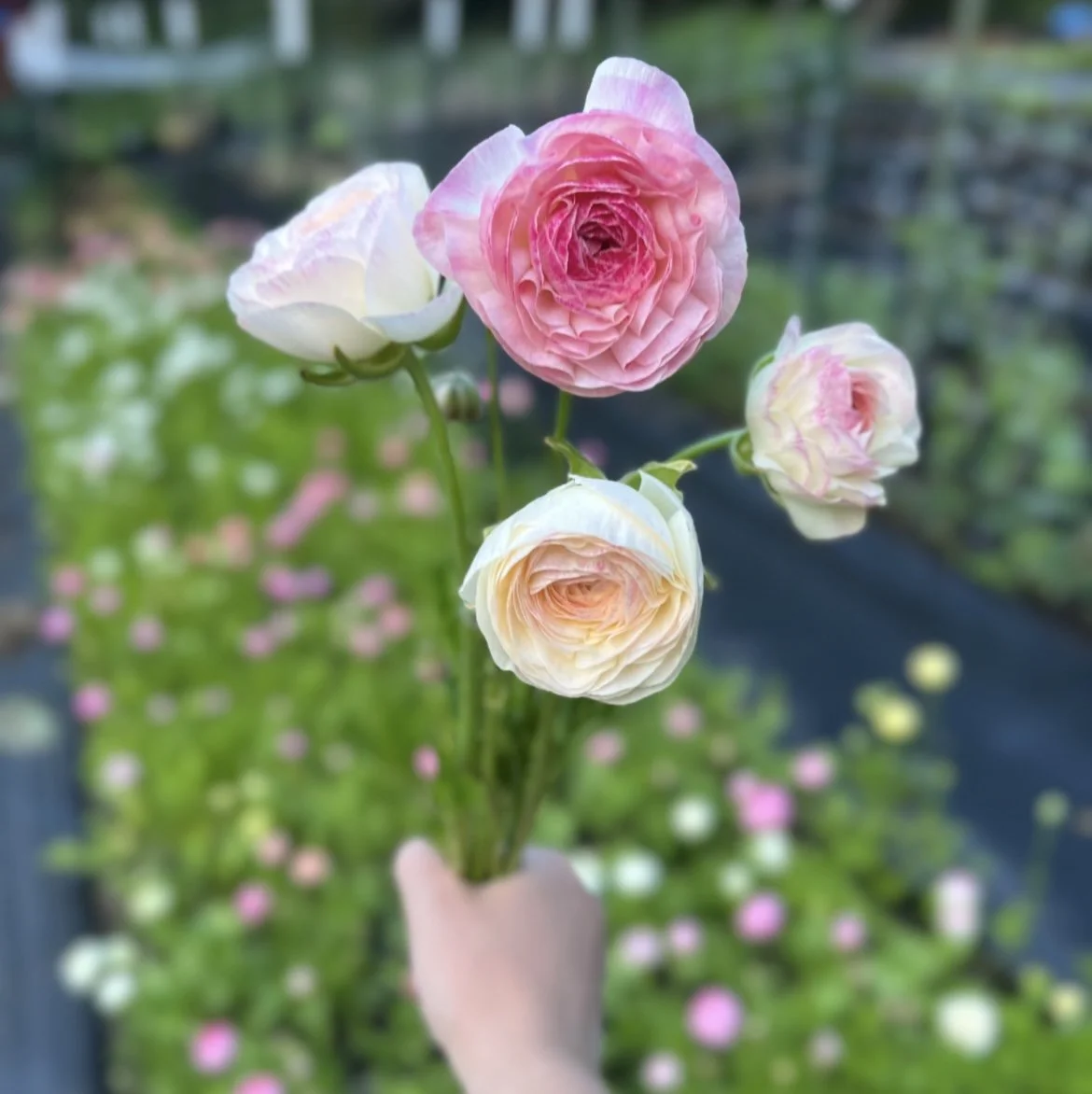 IMG_3379.jpeg