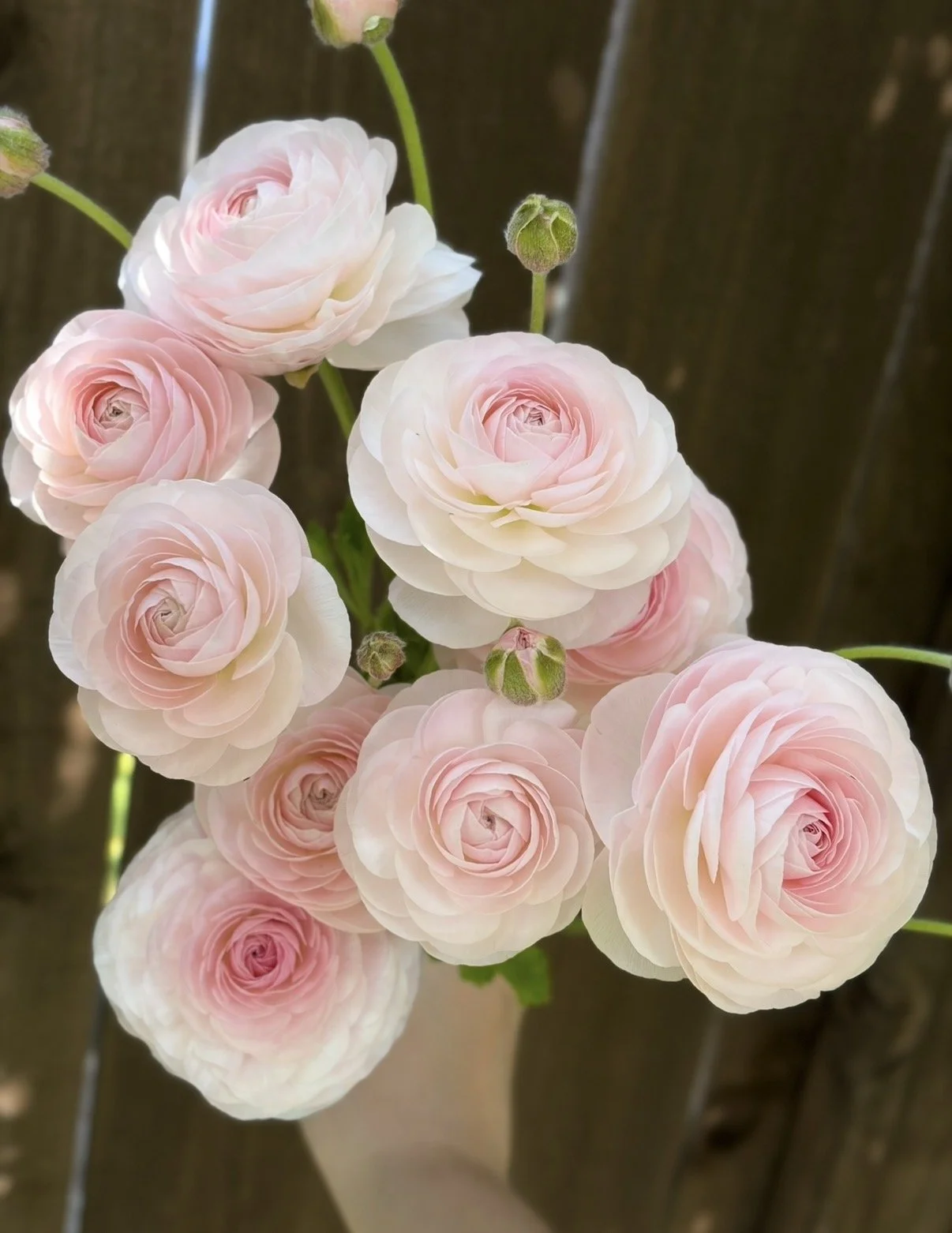 Ranunculus Romance Seine 5 pack