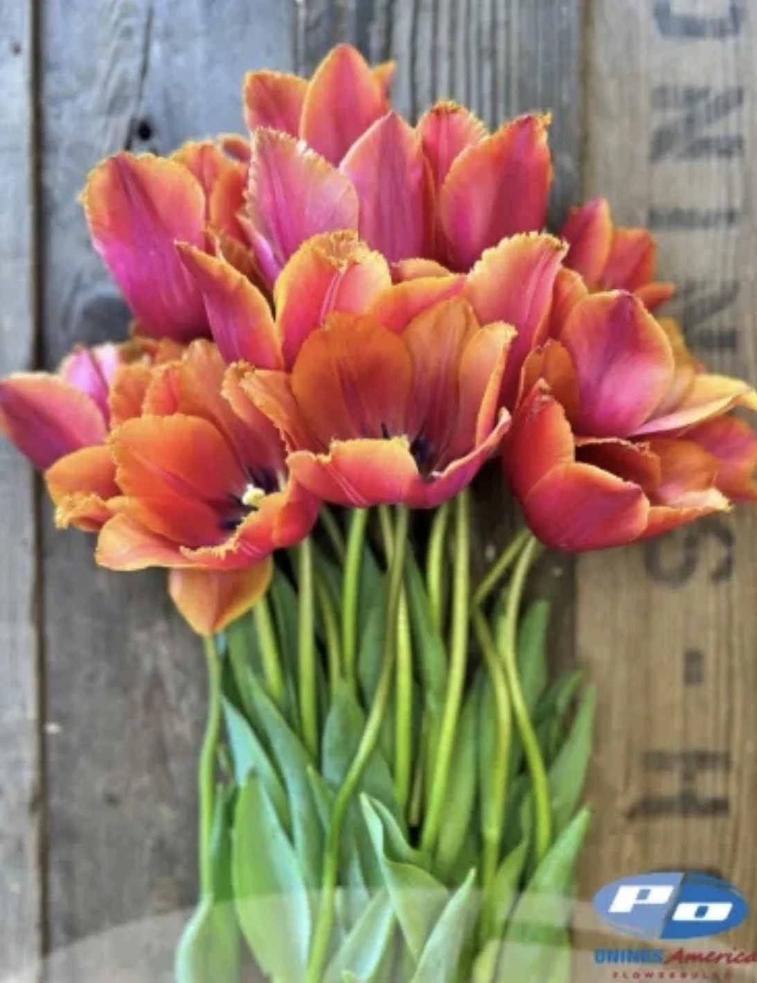 Tulip Louvre Orange 10 bulbs