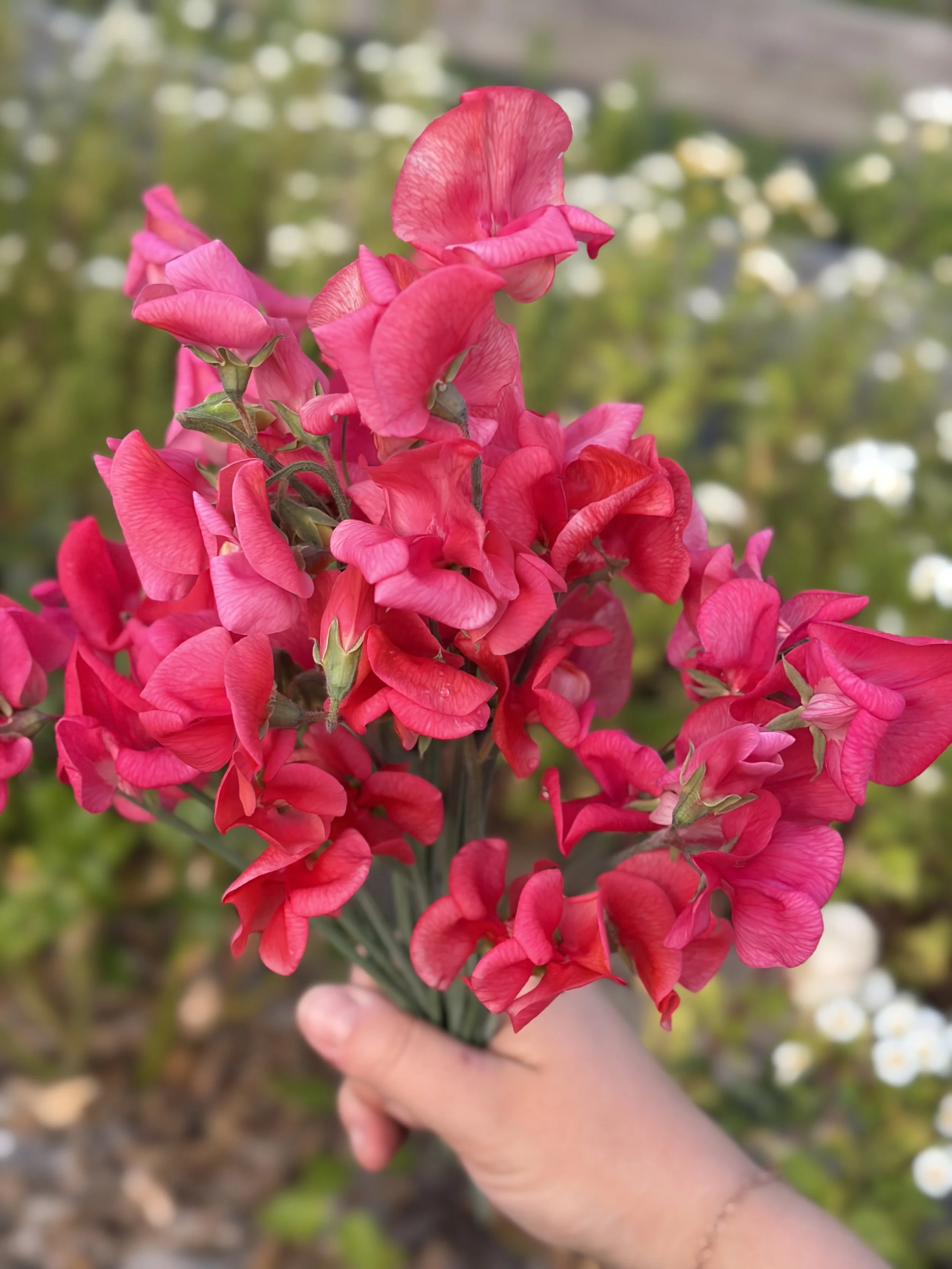 IMG_4074.jpeg