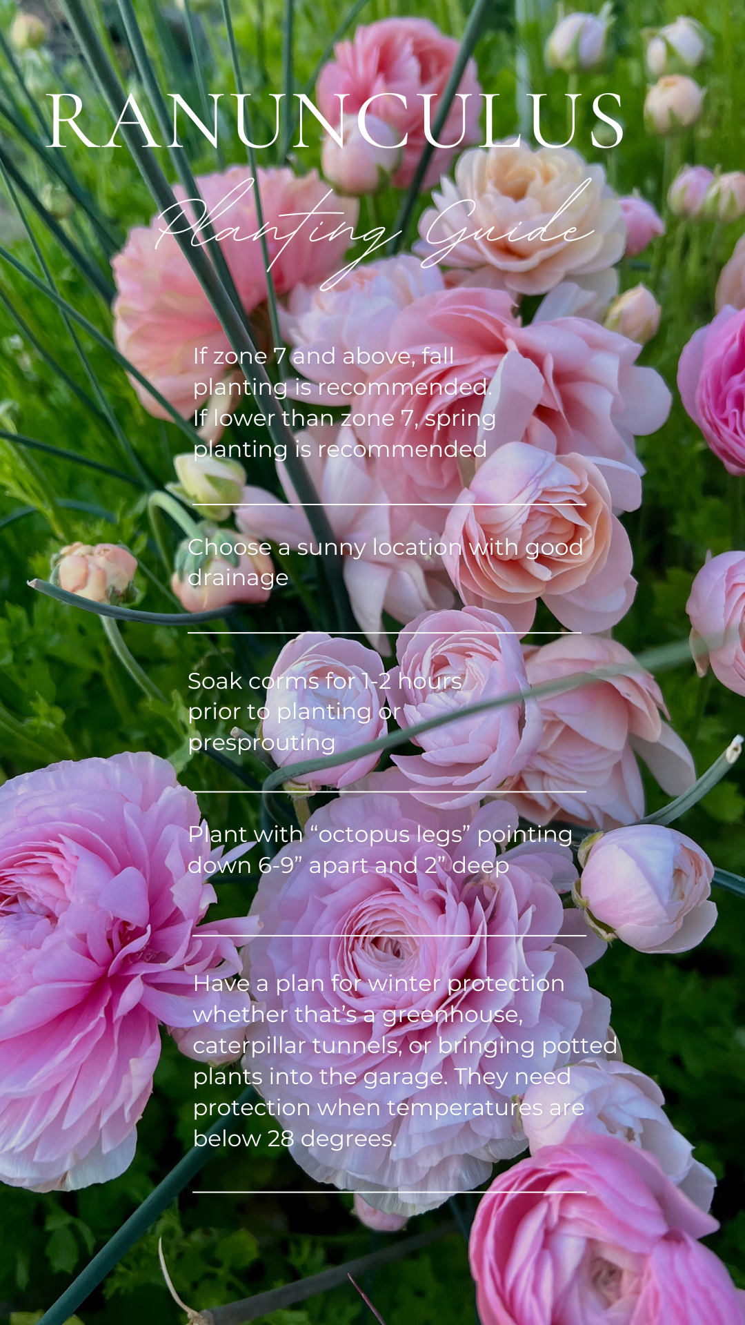 Peony.zip - 2.png