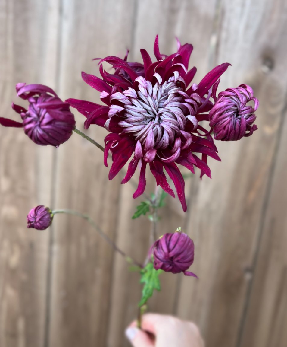 Chrysanthemum Lili Gallon