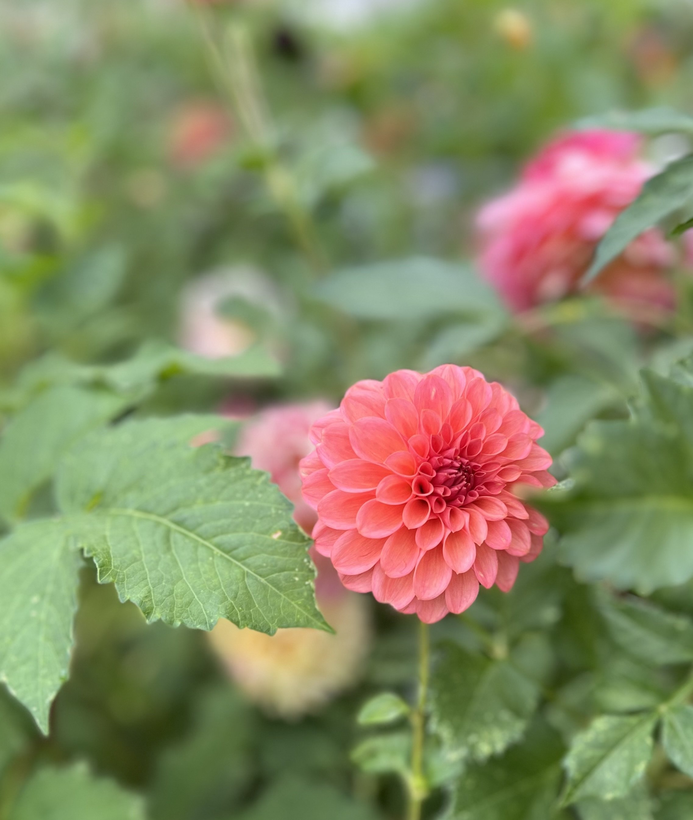 IMG_1330.jpeg