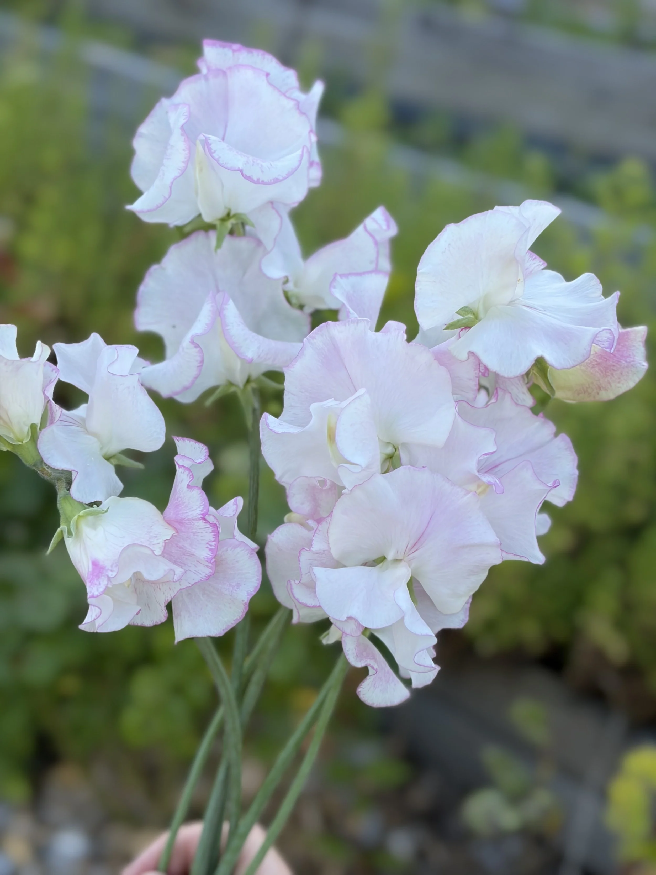 Sweet Pea Queen Of Hearts