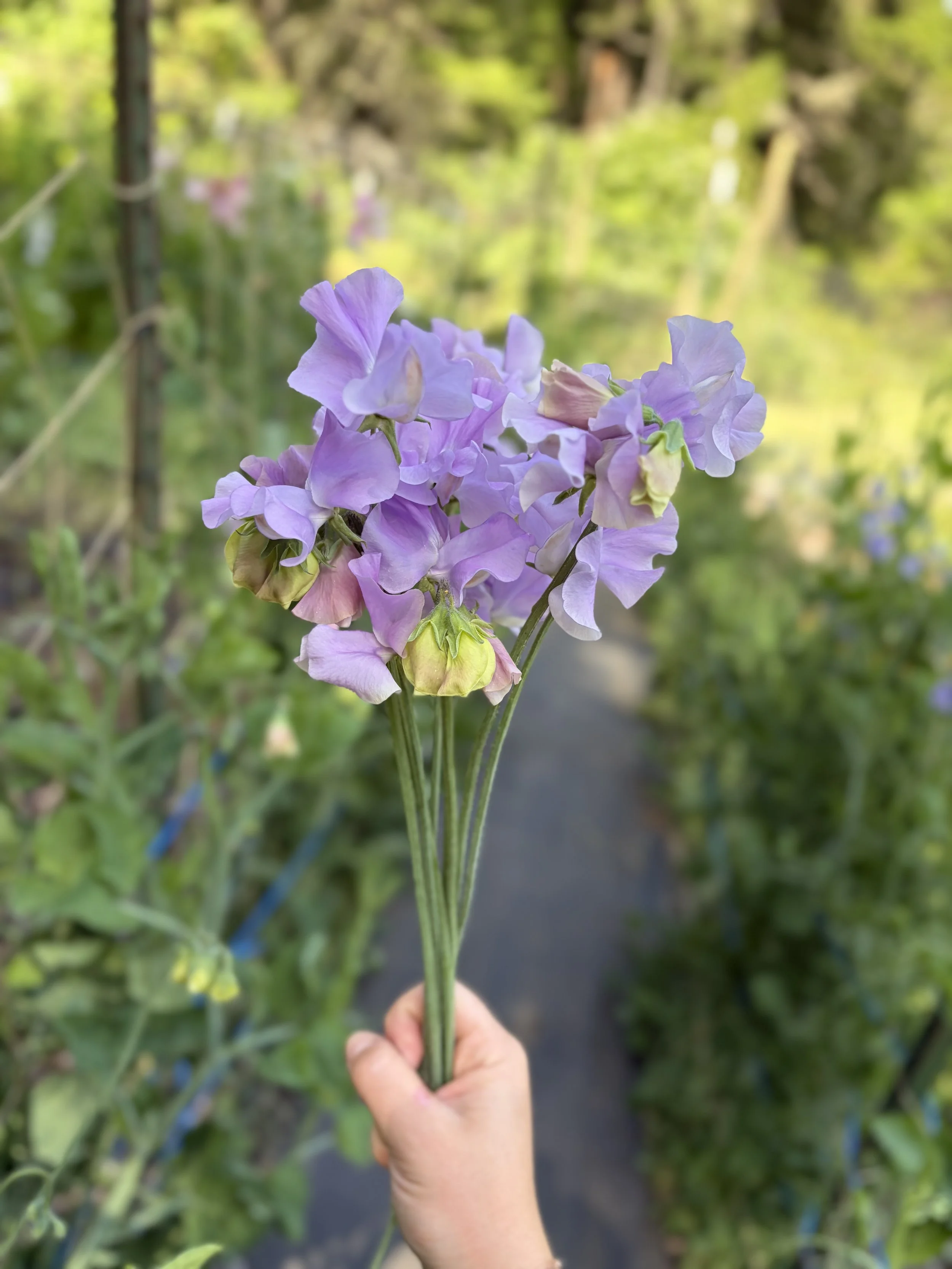 IMG_3603.jpeg