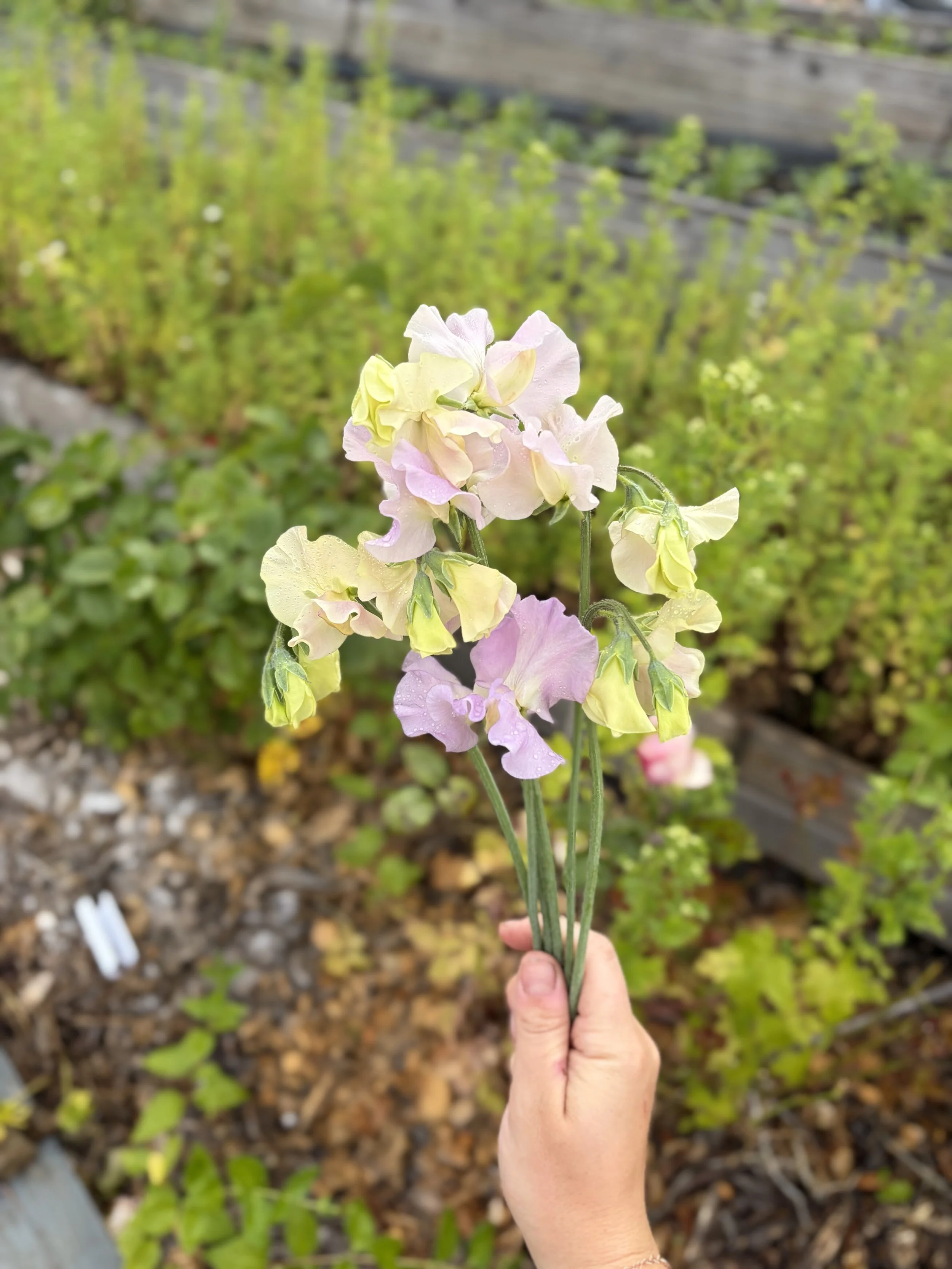 IMG_3331.jpeg