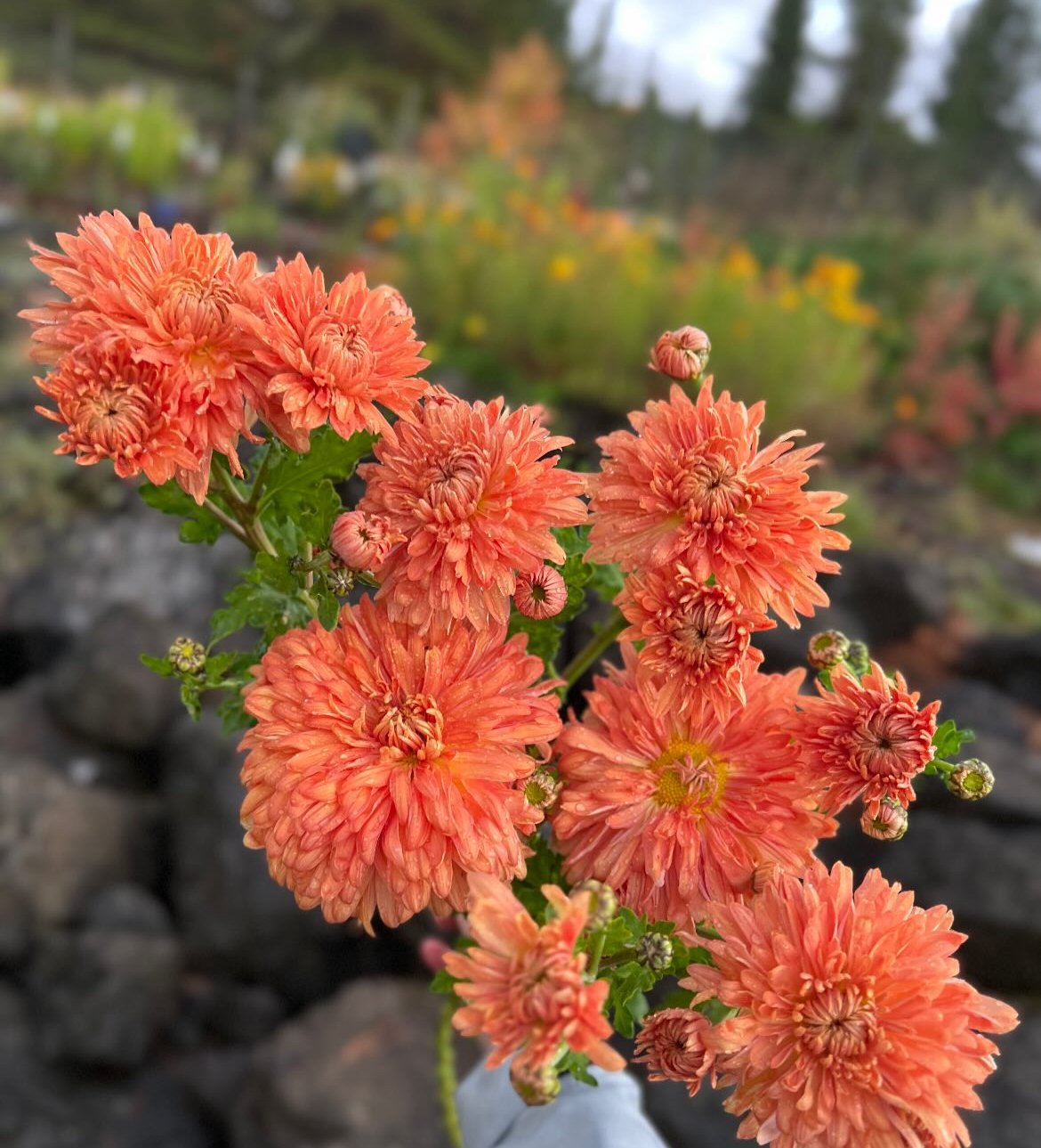 Chrysanthemum Apricot Courtier