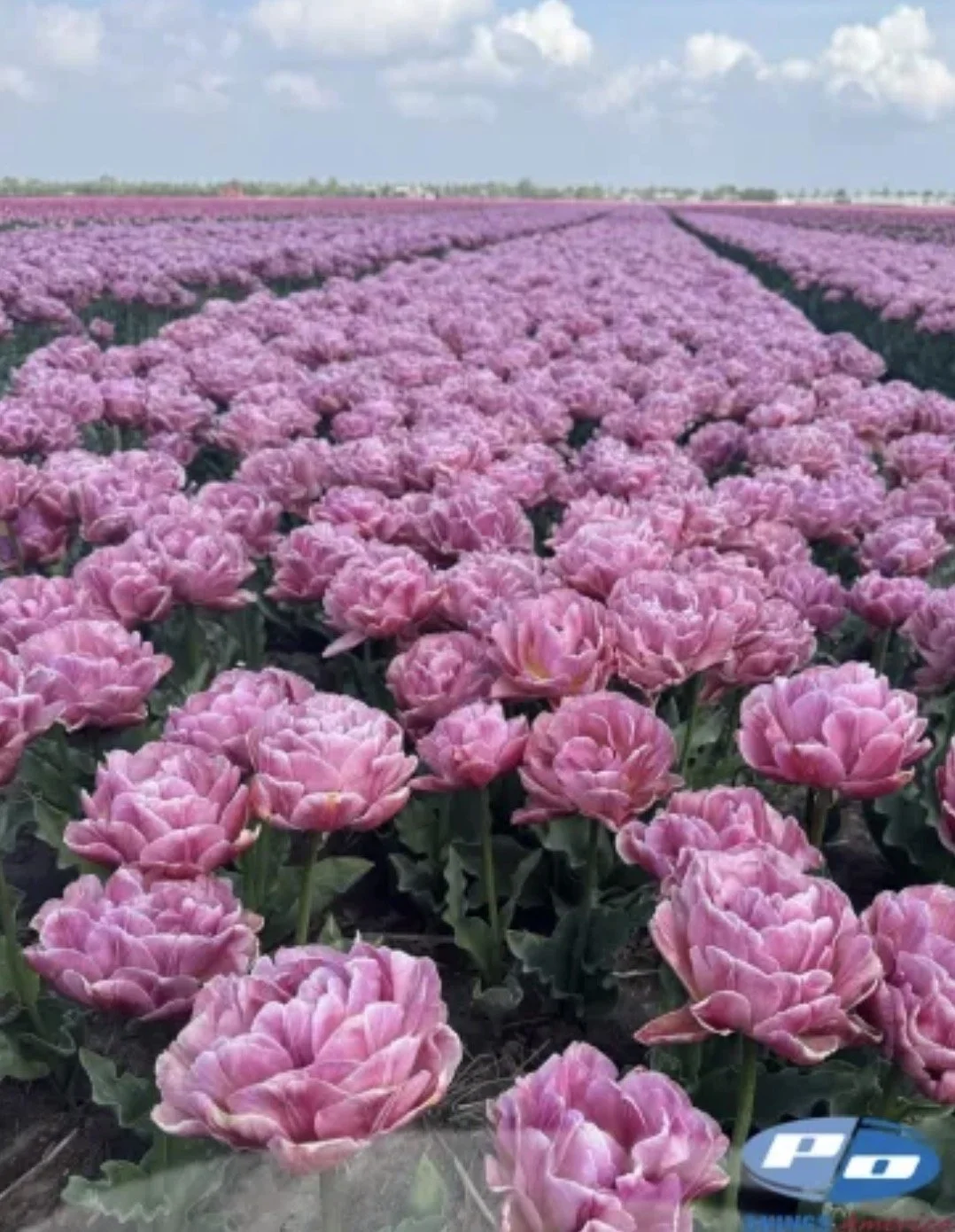Tulip Beachberry 10 bulbs