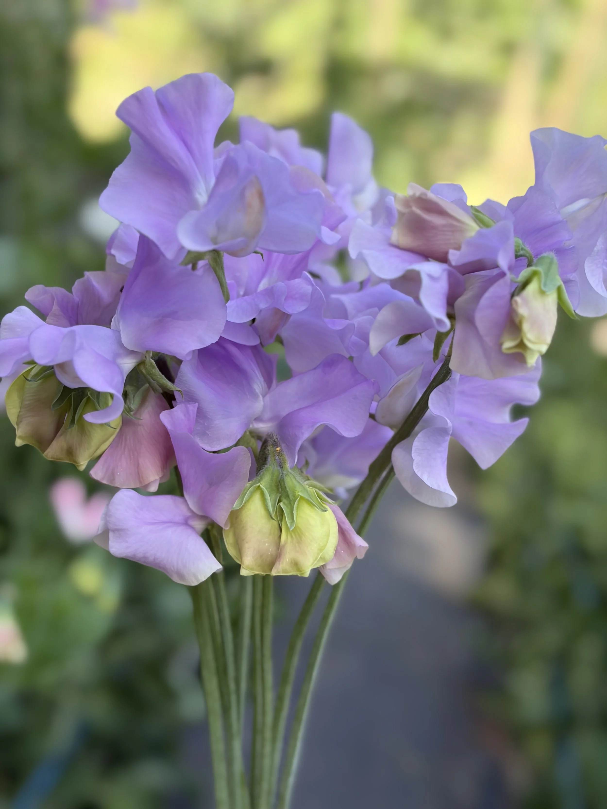 Sweet Pea Joe Lilac