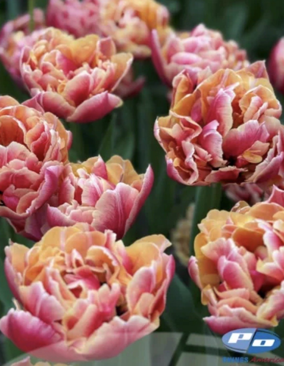 Tulip Verona Sunrise 10 bulbs