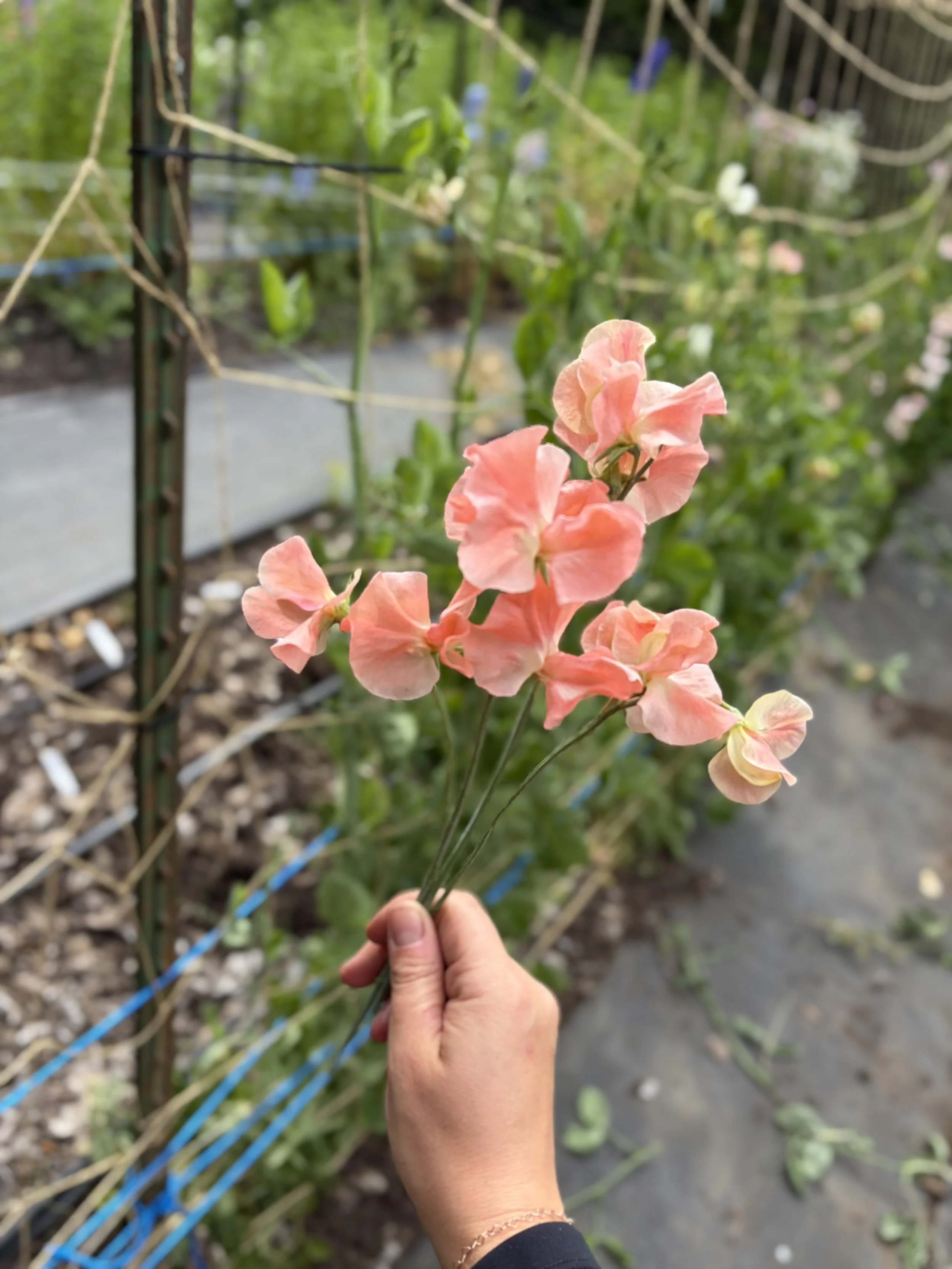 IMG_3679.jpeg