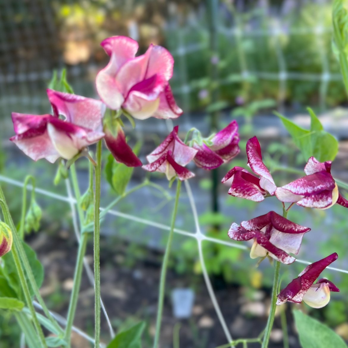 IMG_3032.jpeg