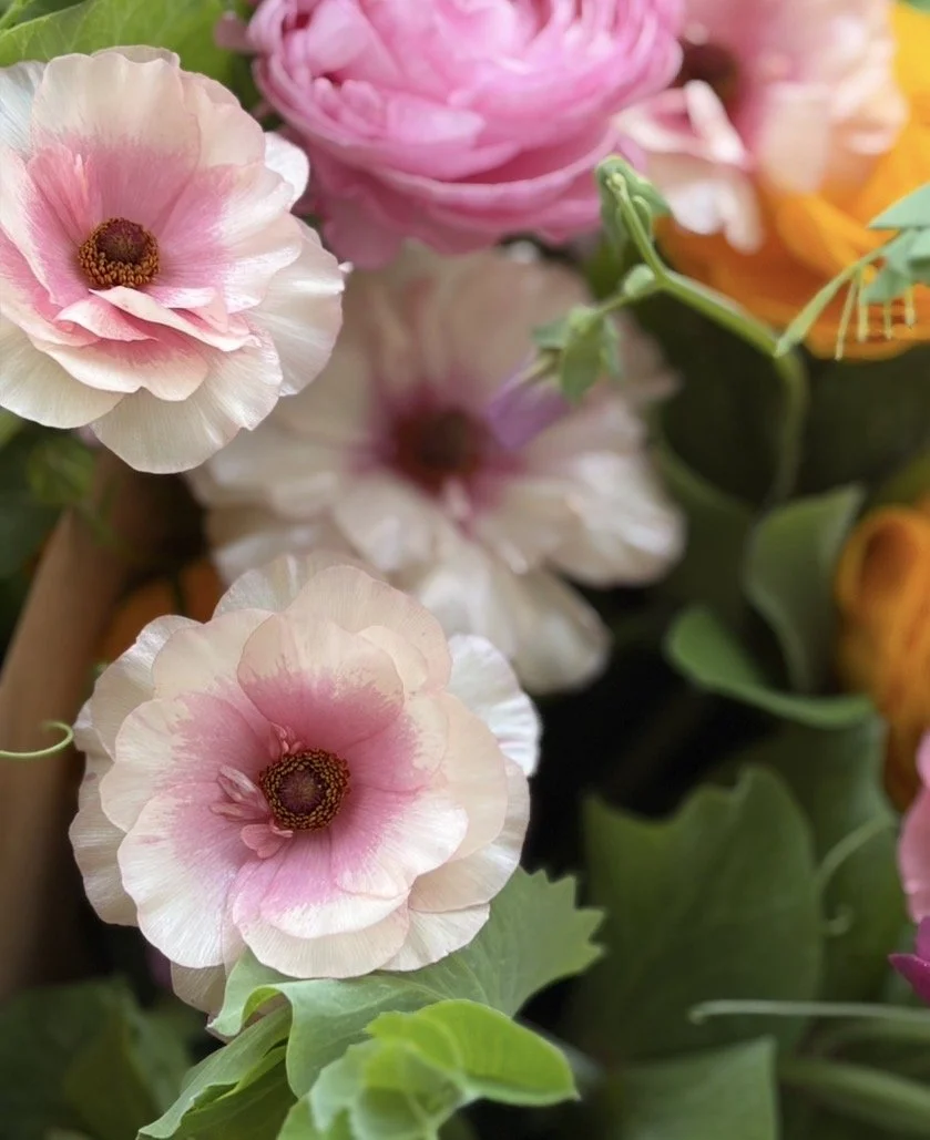 Butterfly Ranunculus Ariadne 5 corms