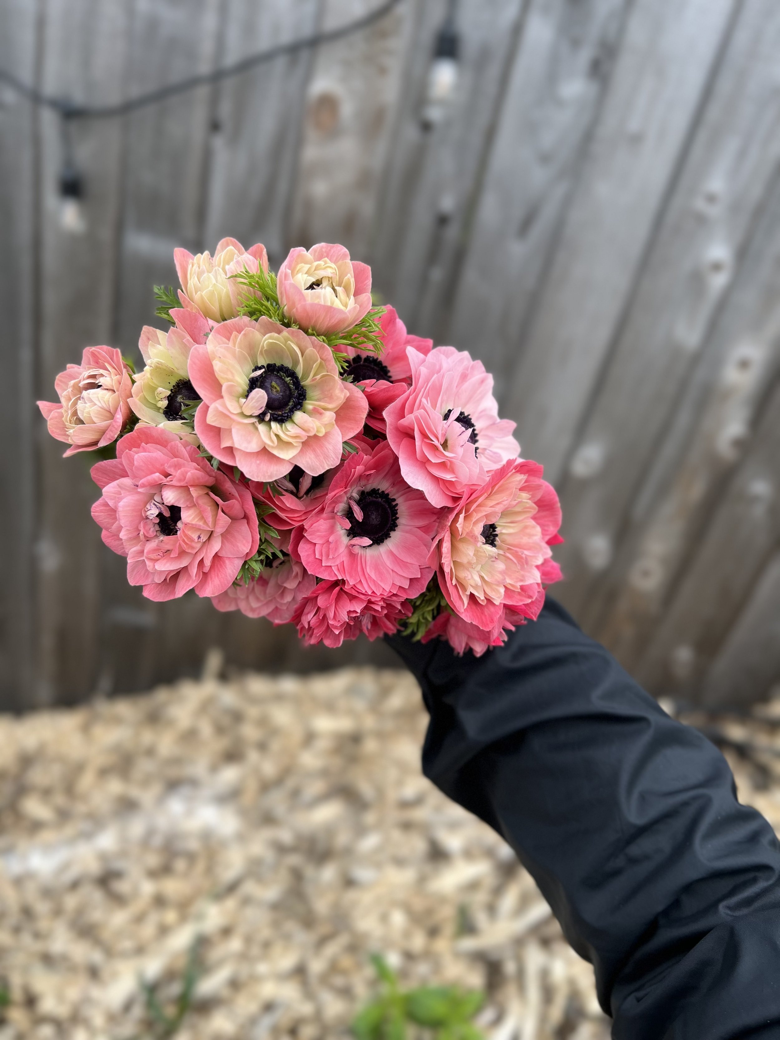Anemone Levante Rosa