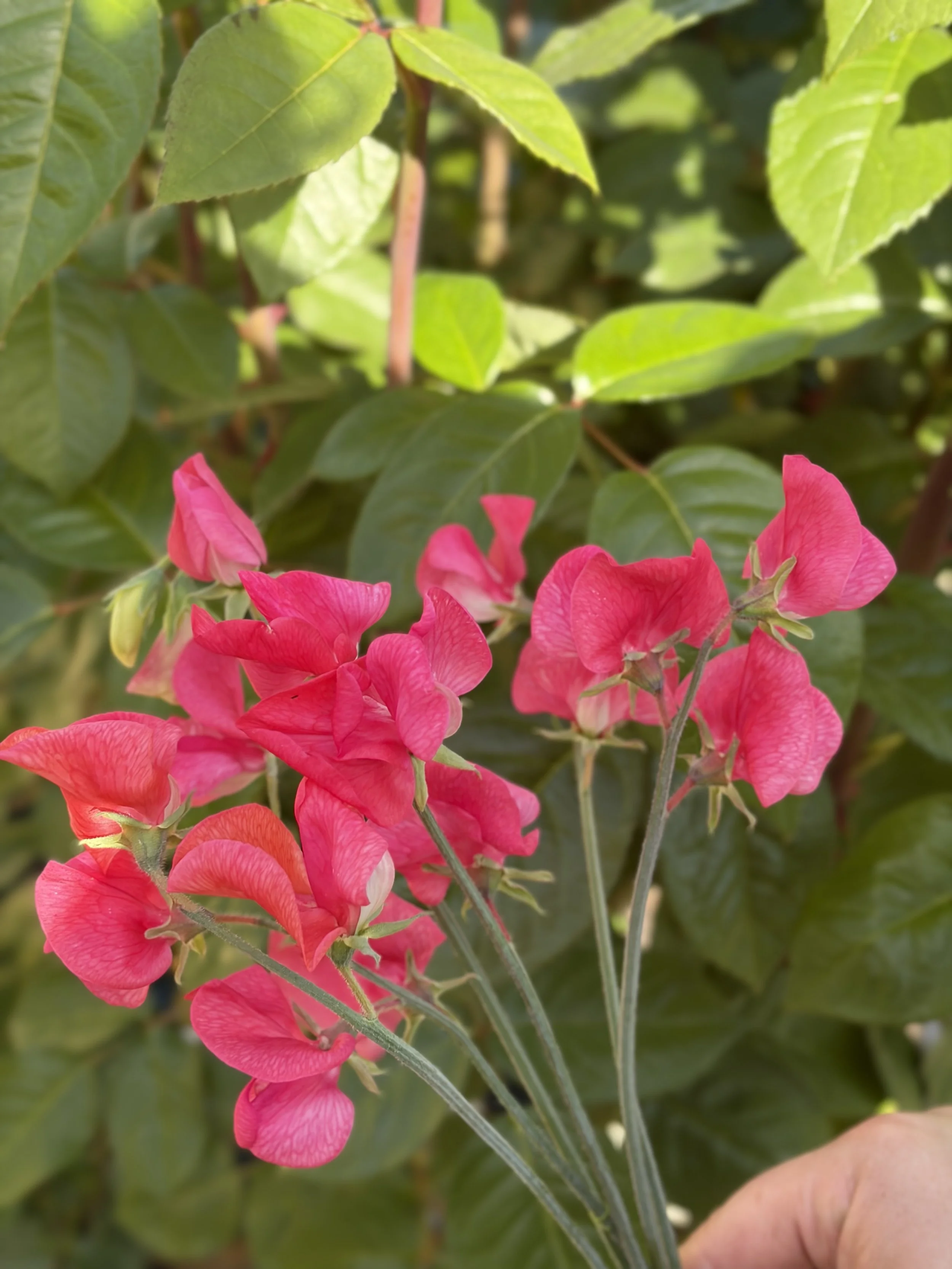 IMG_3123.jpeg