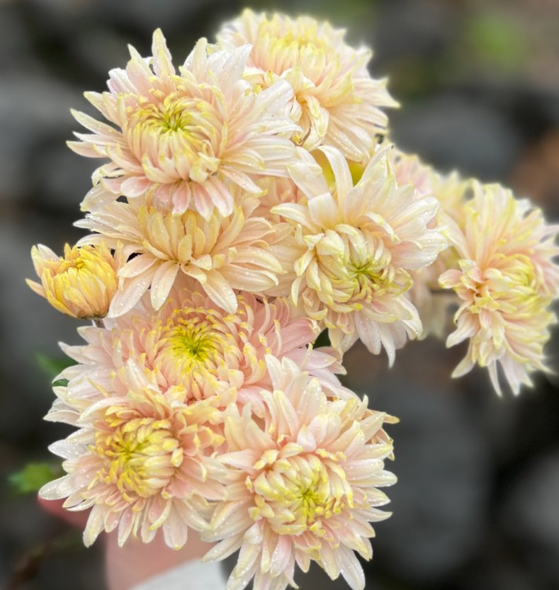 Chrysanthemum Seaton’s Je Dore