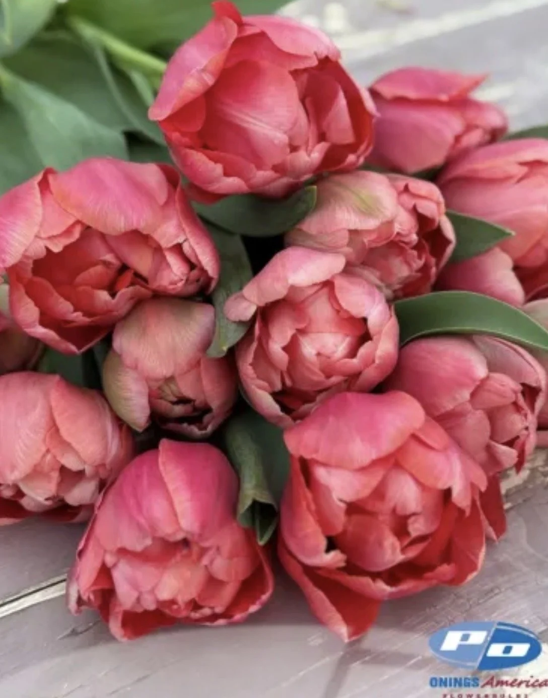 Tulip Etched Salmon 10 bulbs