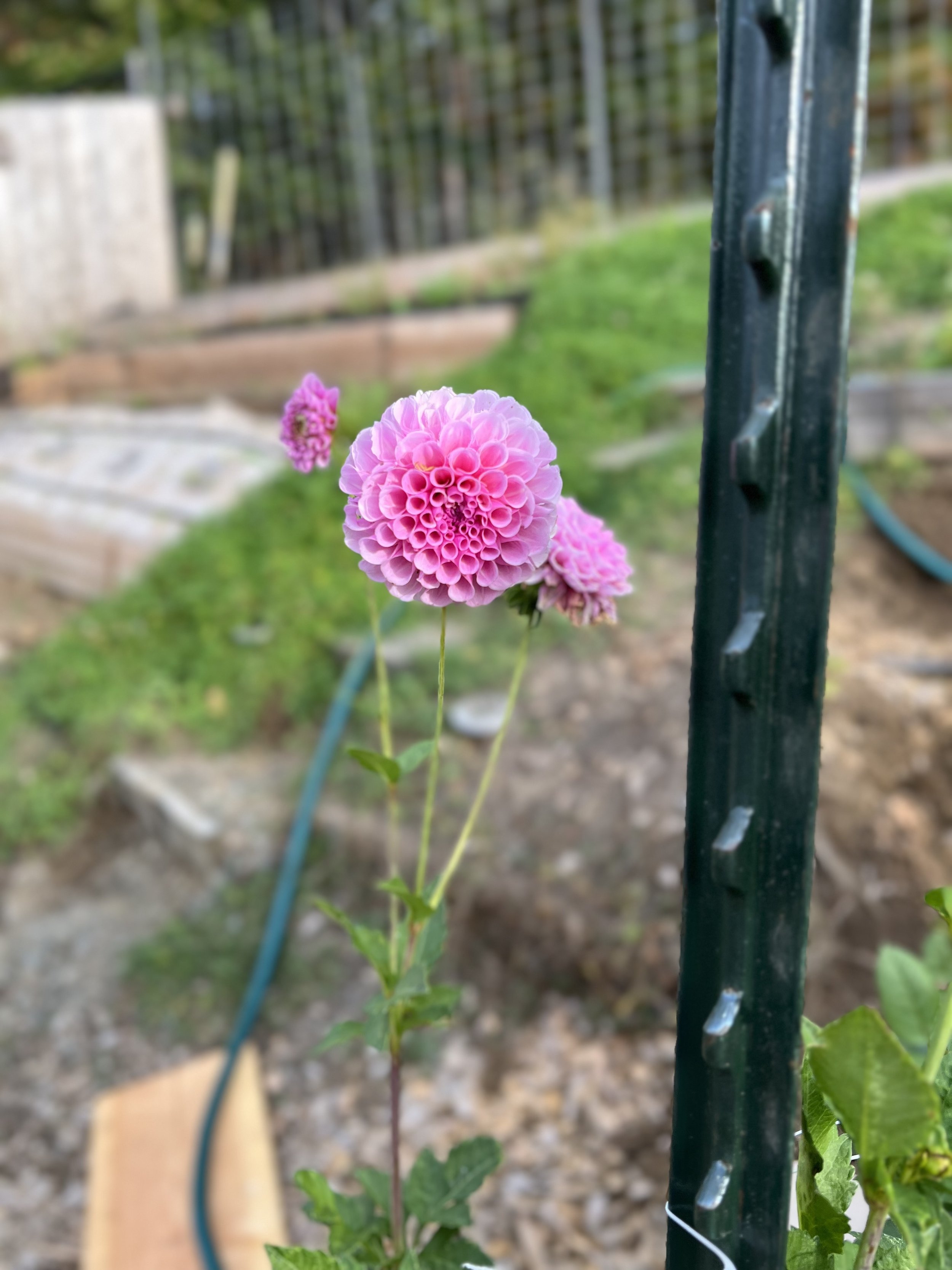 IMG_0684.jpeg