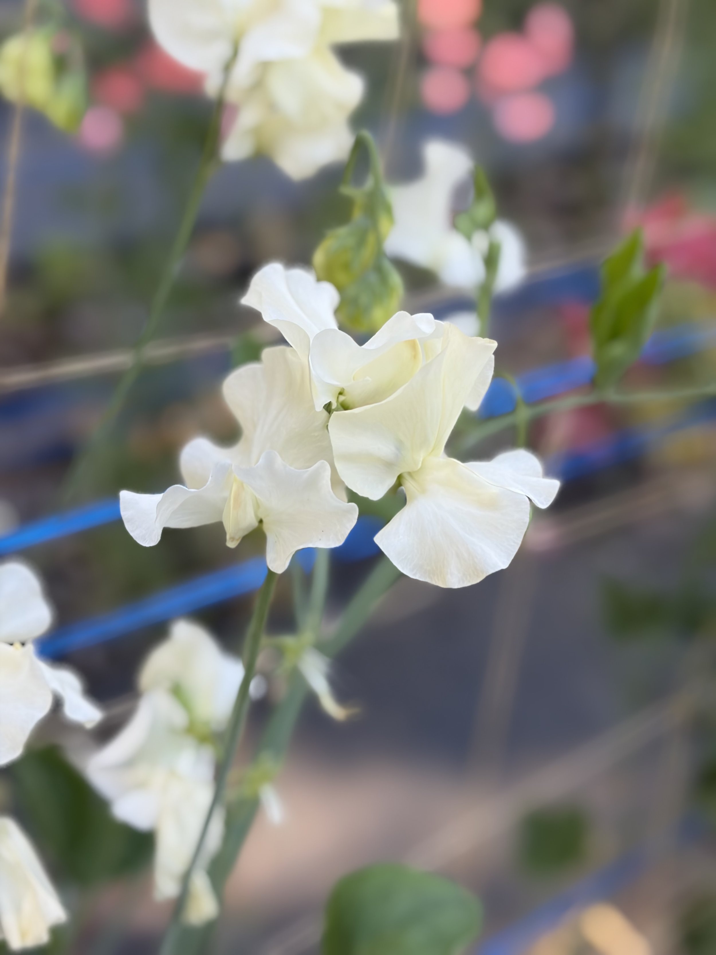 IMG_4164.jpeg
