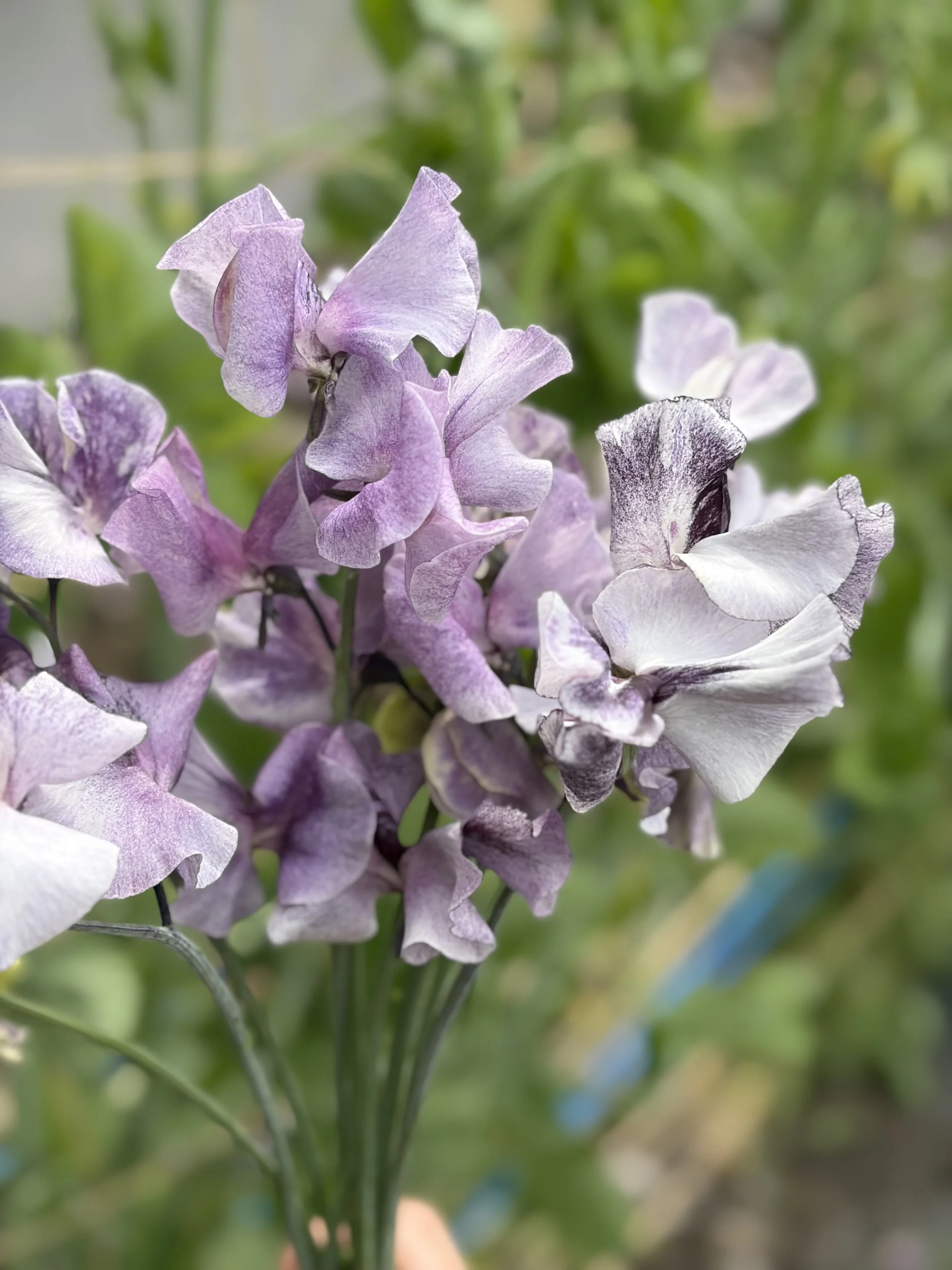 Sweet Pea David Tostevin