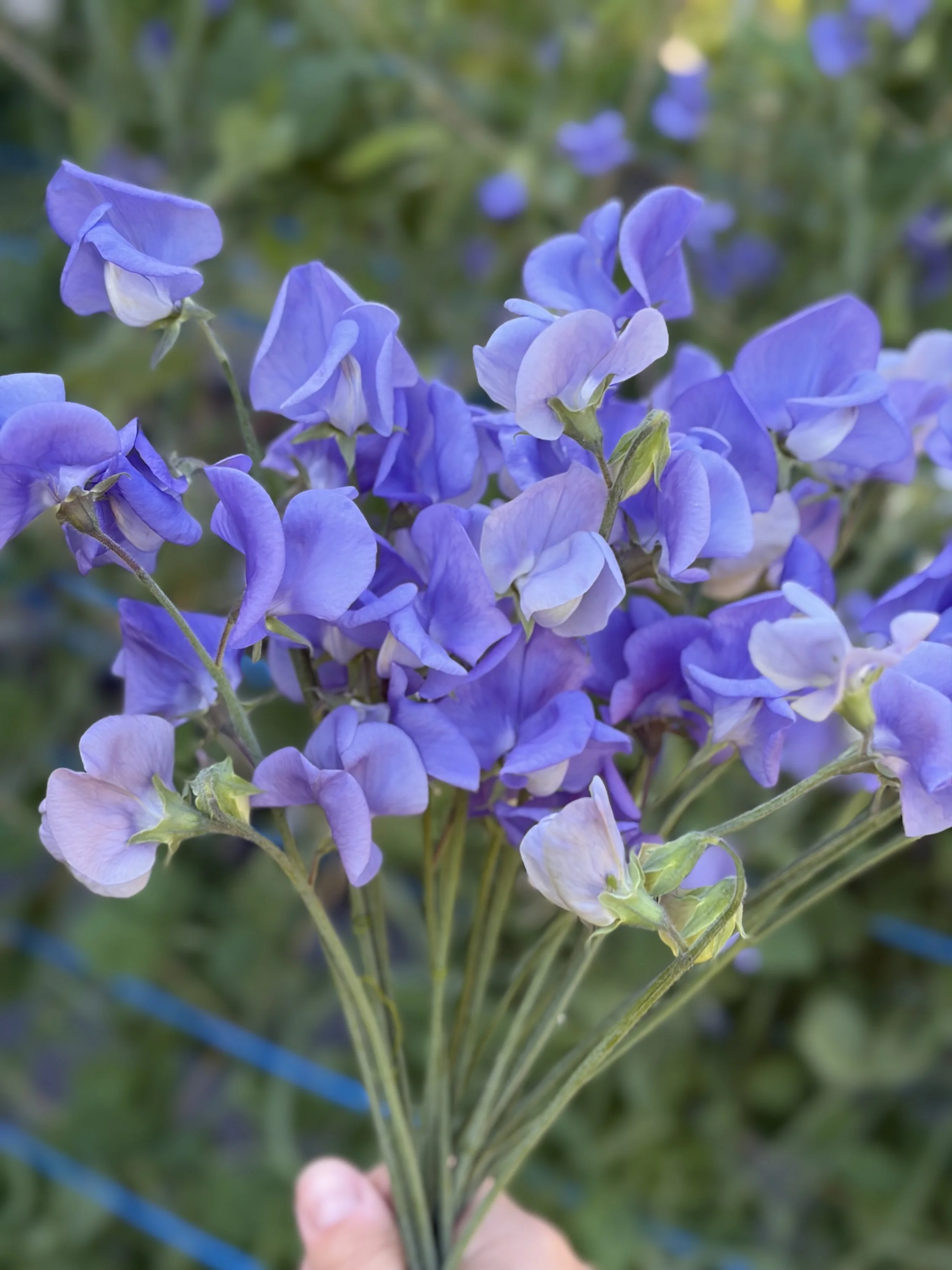 Sweet Pea Flora Norton