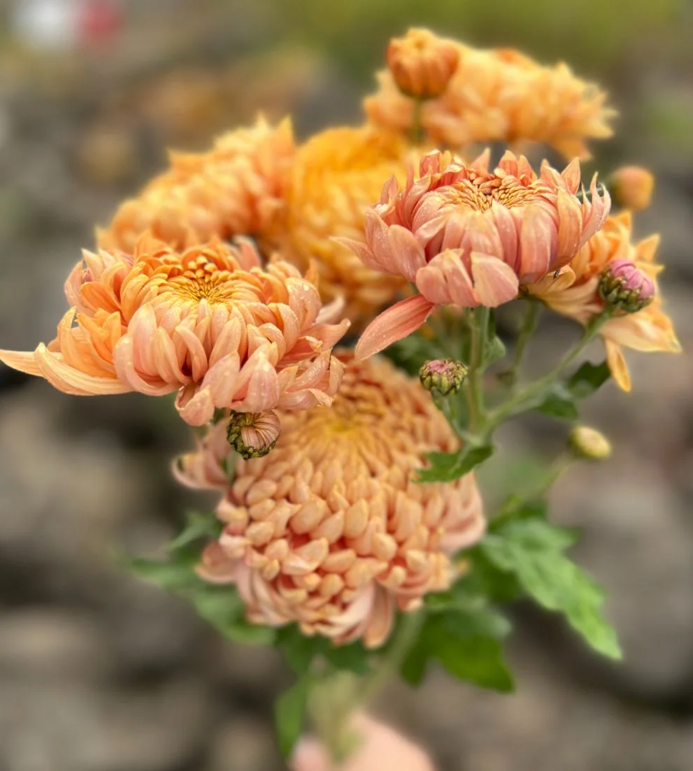 Chrysanthemum Apricot Alexis