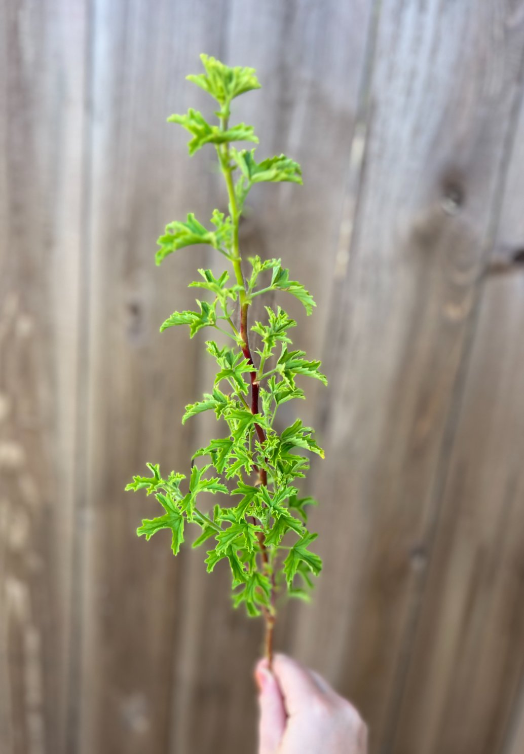 Scented Geranium Grace Thomas