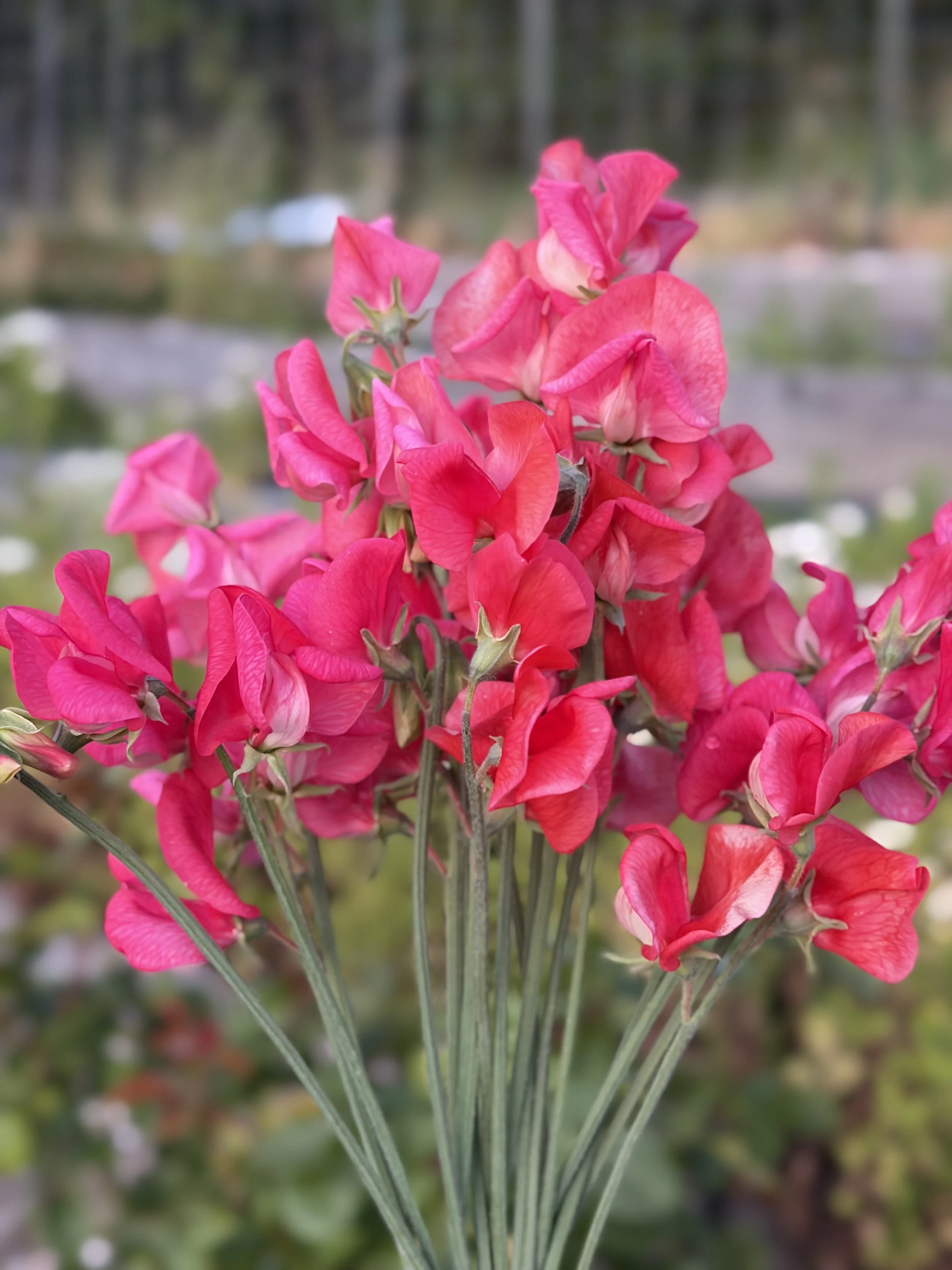 Sweet Pea Prince of Orange