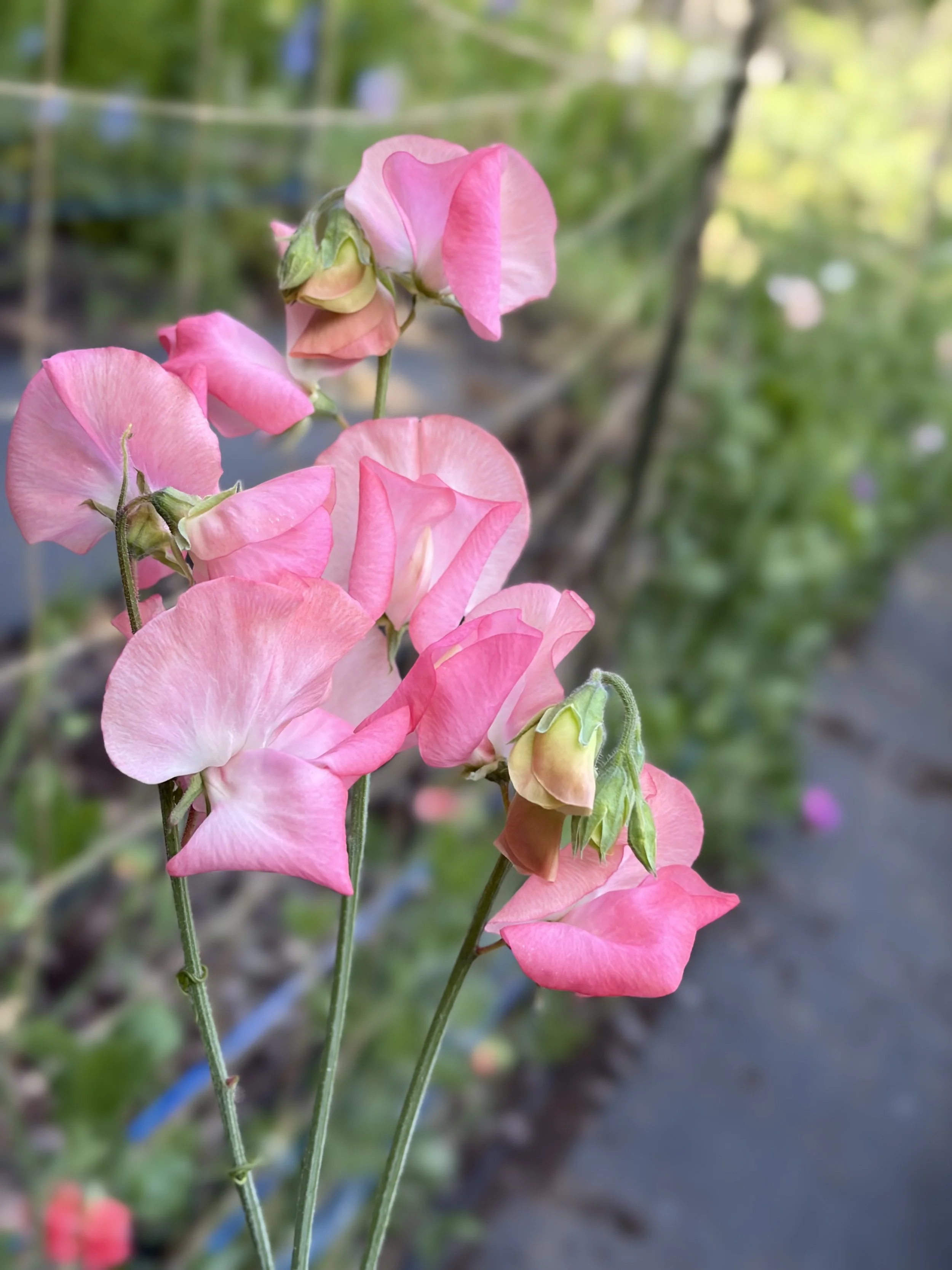 Sweet Pea Candy Floss